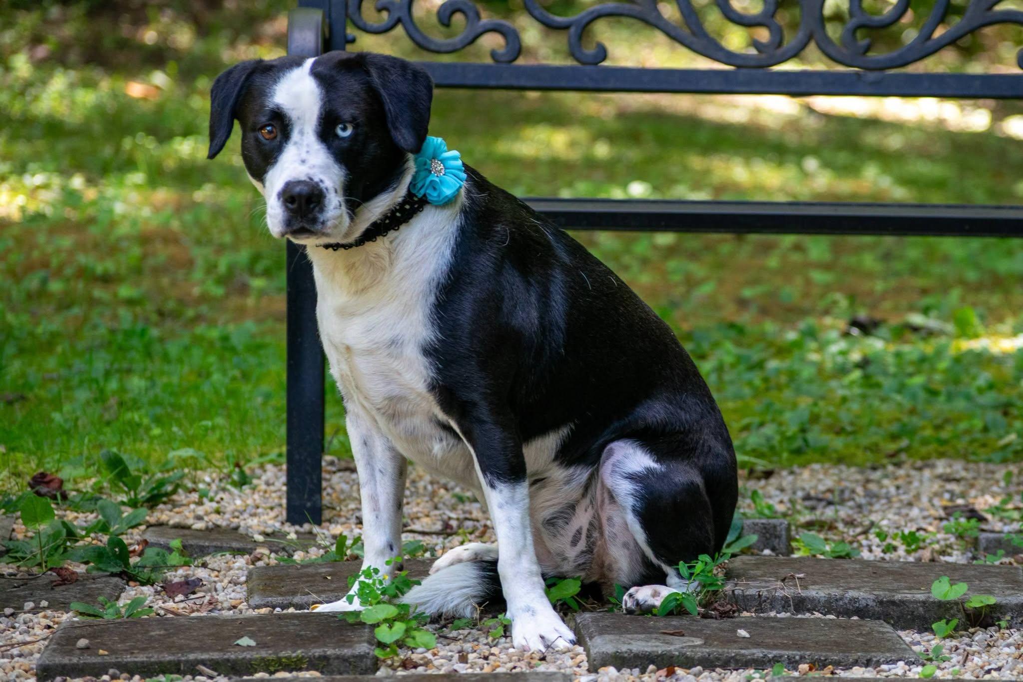 Enlarge Margaret Mitchell, a ADOPTABLE mixed breed in Sevierville, TN image 4/4