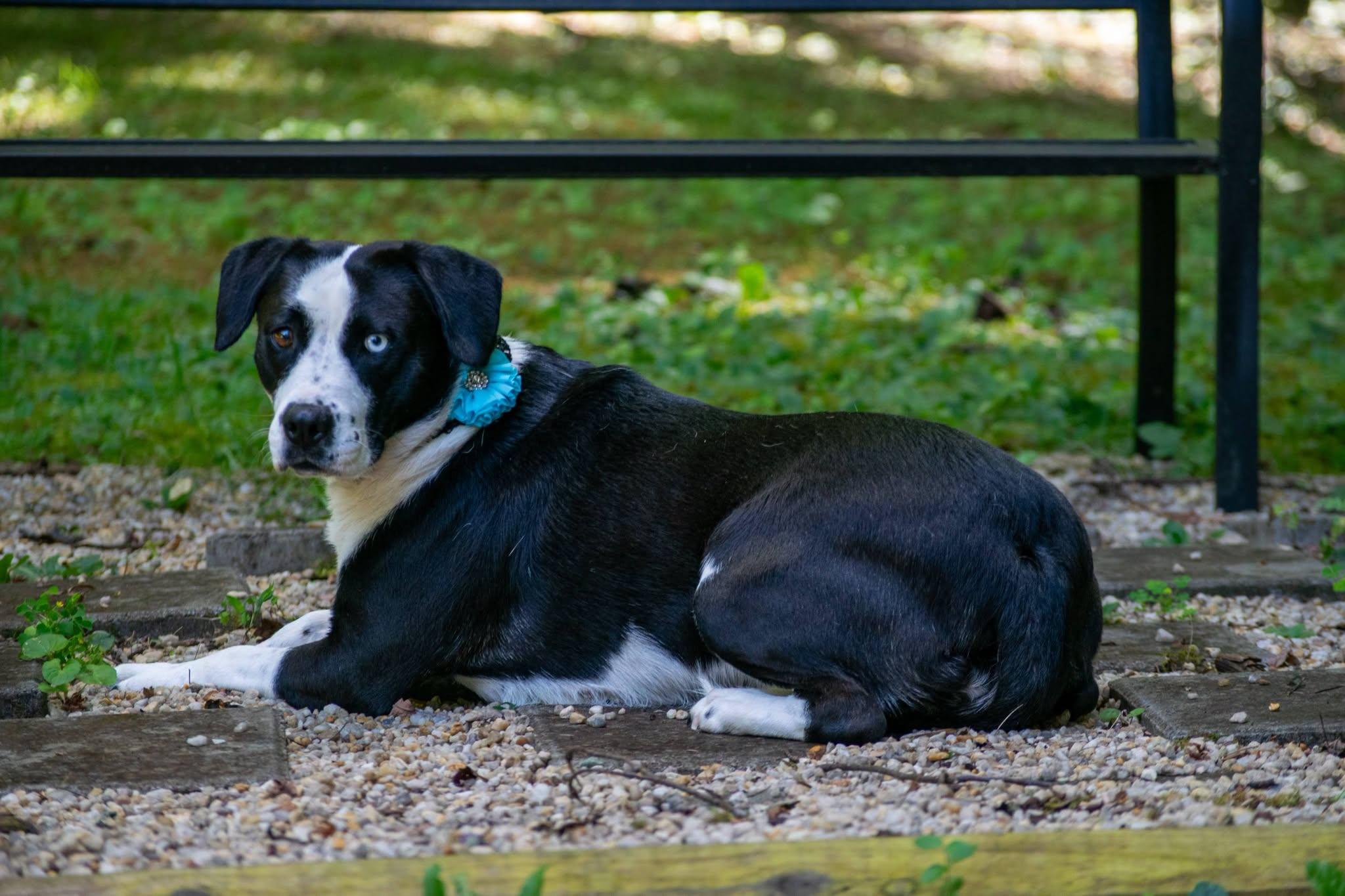 Enlarge Margaret Mitchell, a ADOPTABLE mixed breed in Sevierville, TN image 3/4