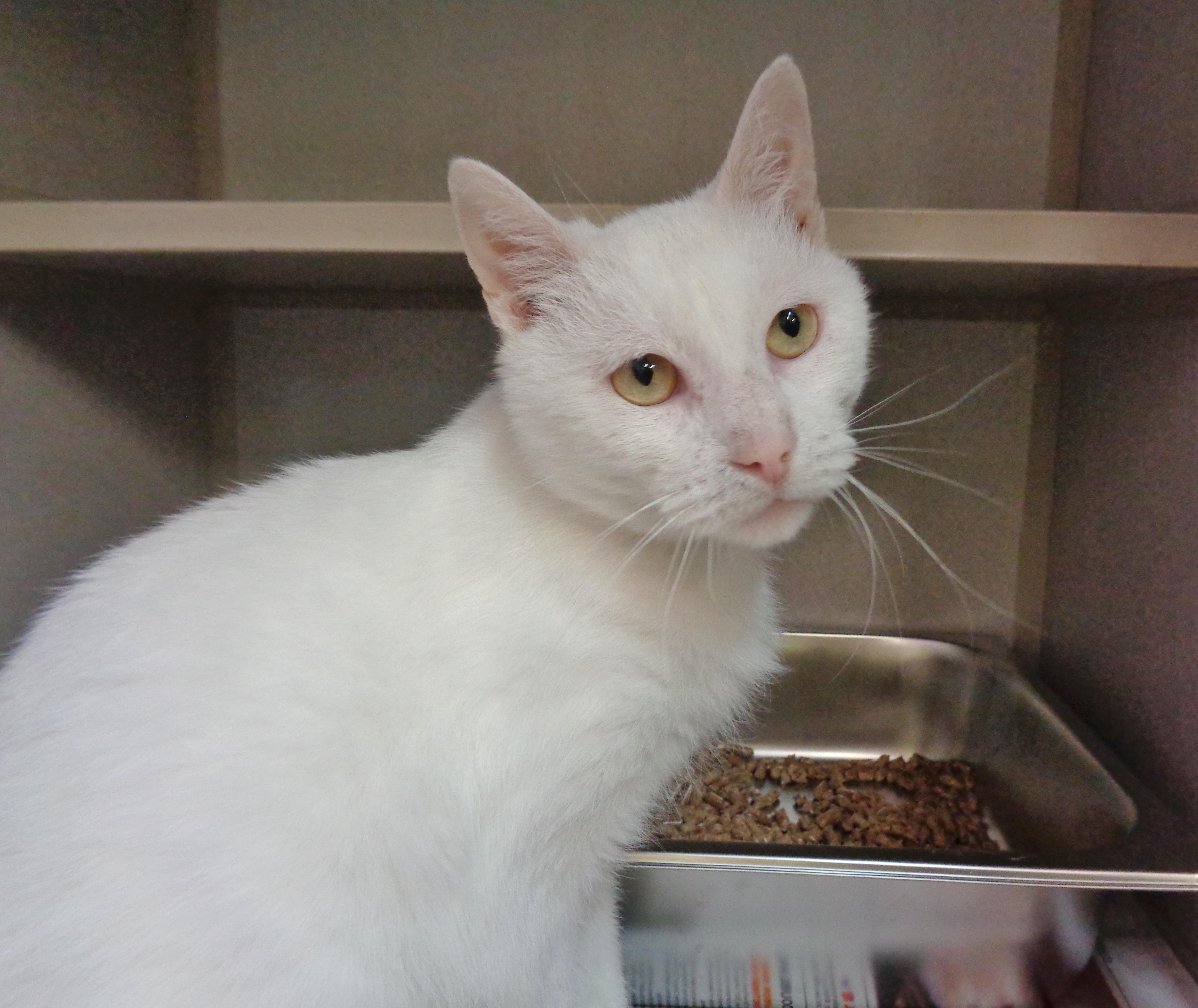 COFFEE CAKE, ADOPTABLE, Adult Male Domestic Short Hair.