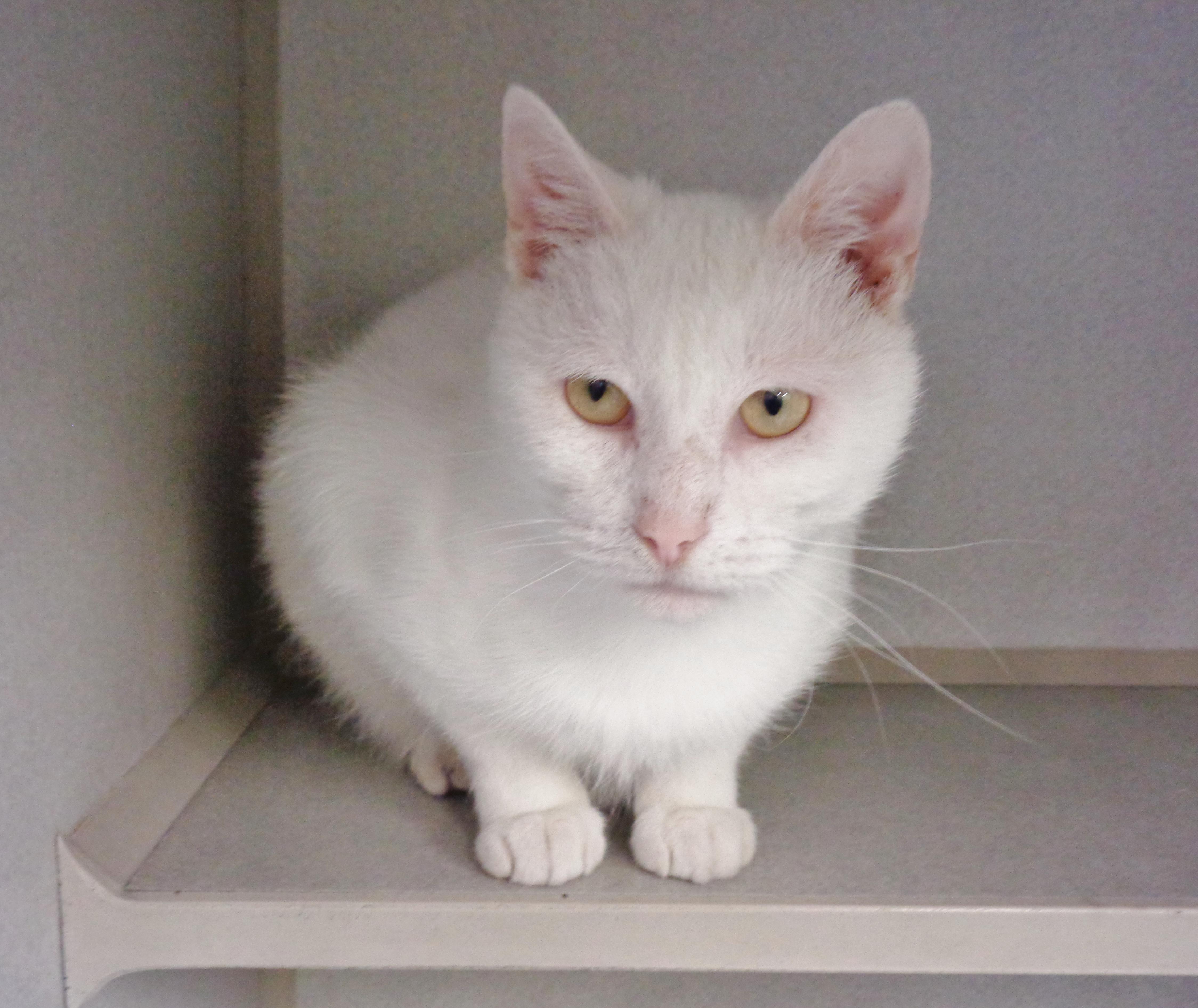 Enlarge COFFEE CAKE, a ADOPTABLE Domestic Short Hair in Delhi, NY image 5/6