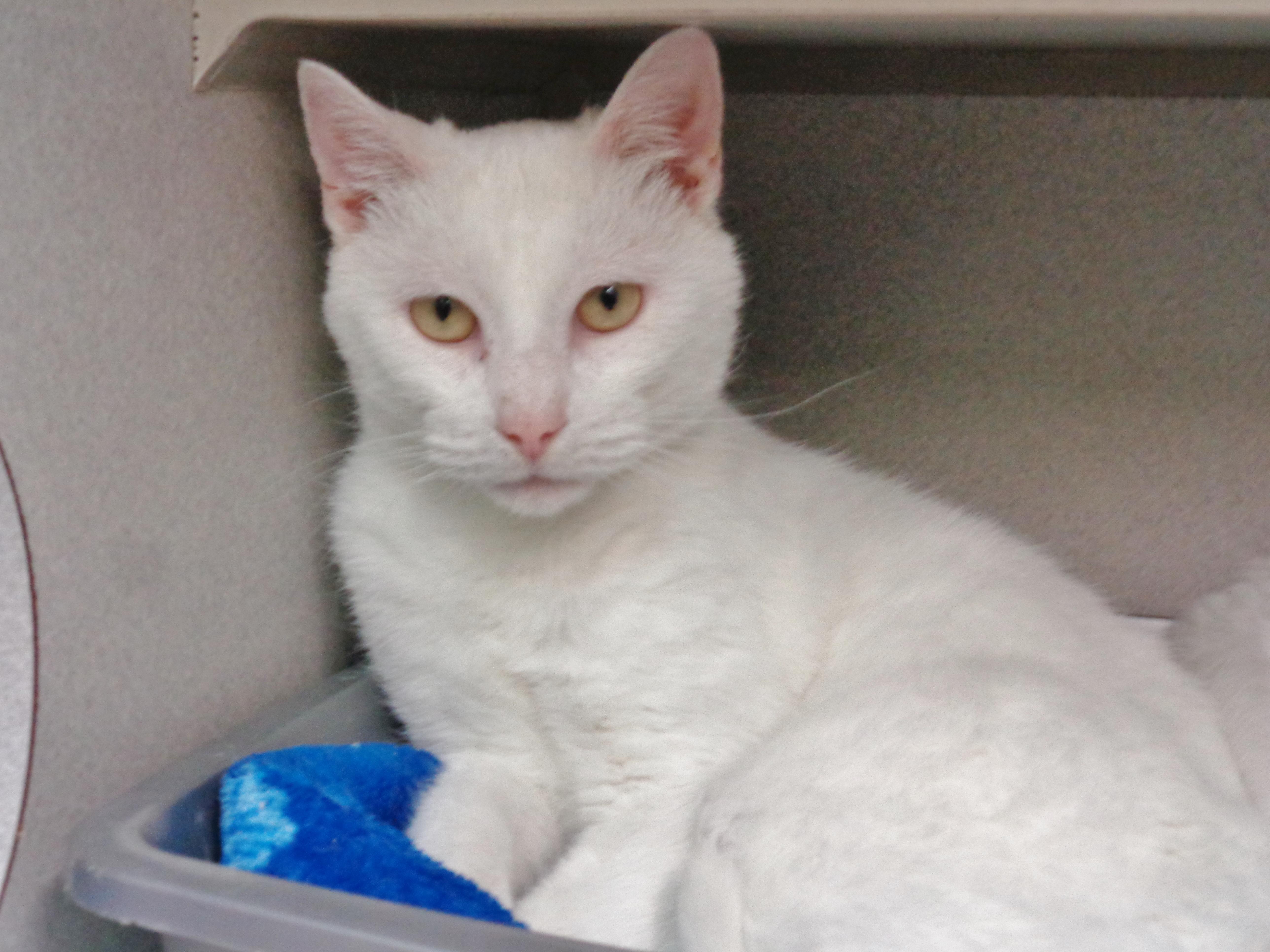 Enlarge COFFEE CAKE, a ADOPTABLE Domestic Short Hair in Delhi, NY image 2/6