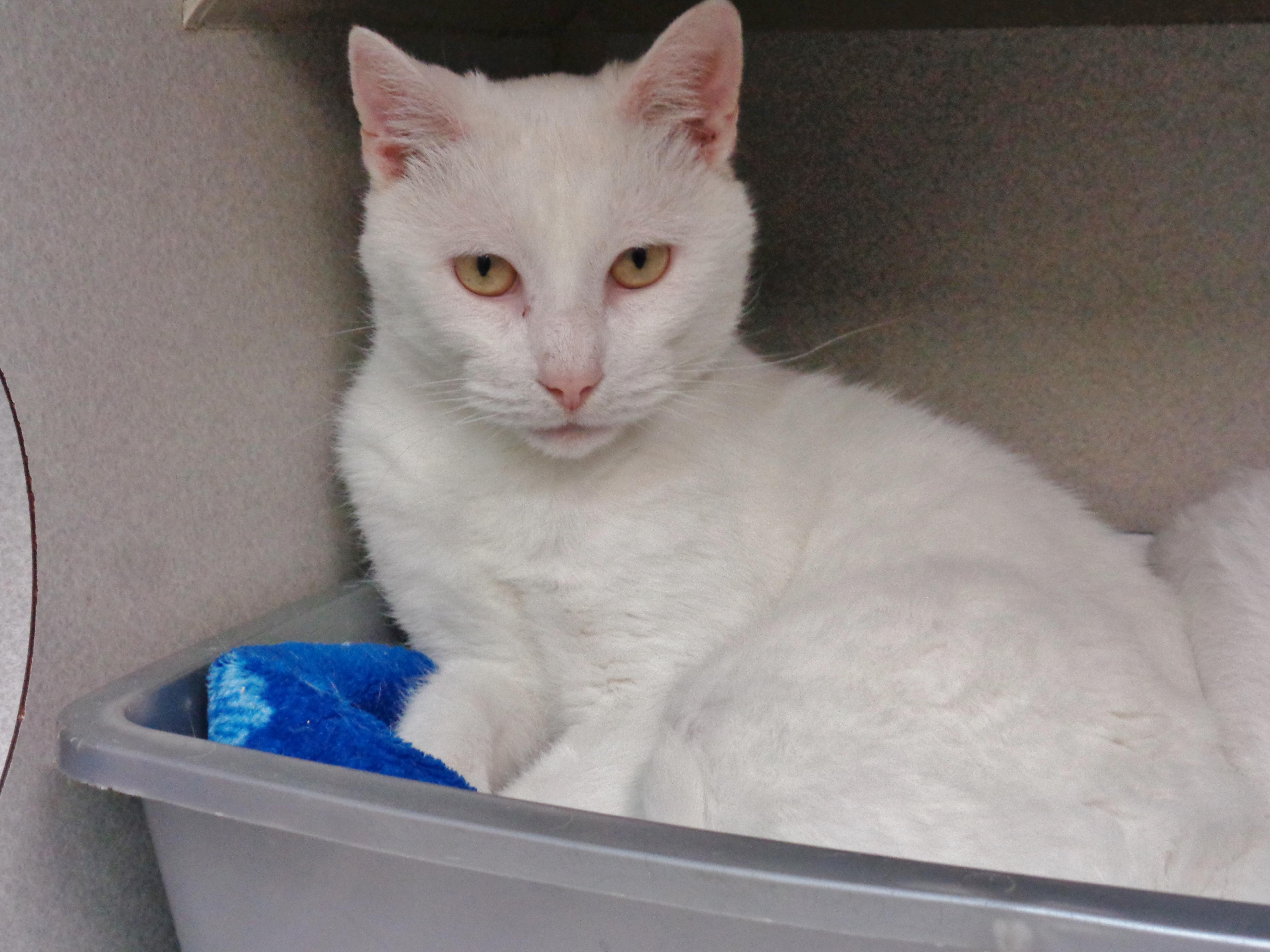 COFFEE CAKE, ADOPTABLE, Adult Male Domestic Short Hair.