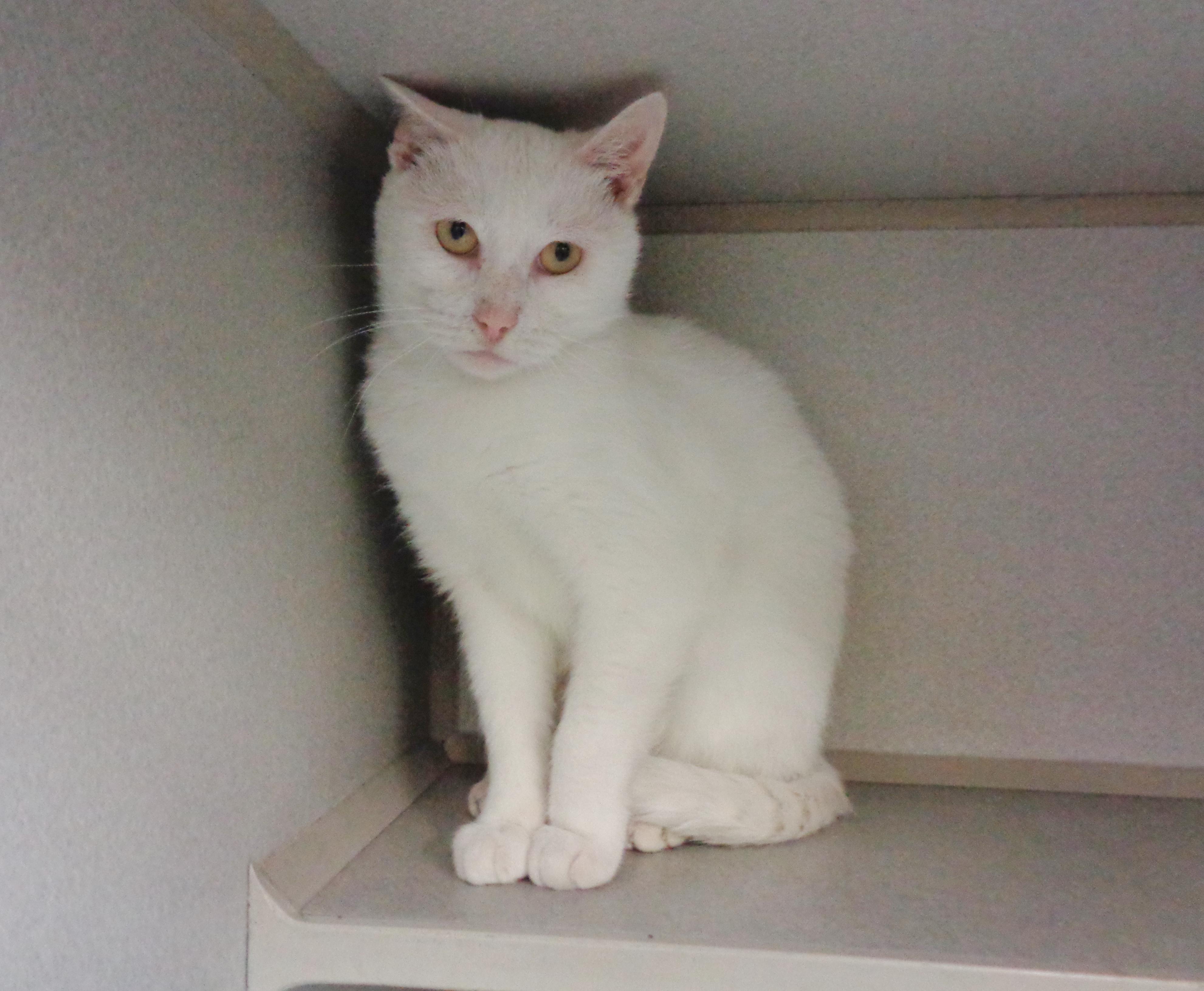 Enlarge COFFEE CAKE, a ADOPTABLE Domestic Short Hair in Delhi, NY image 6/6