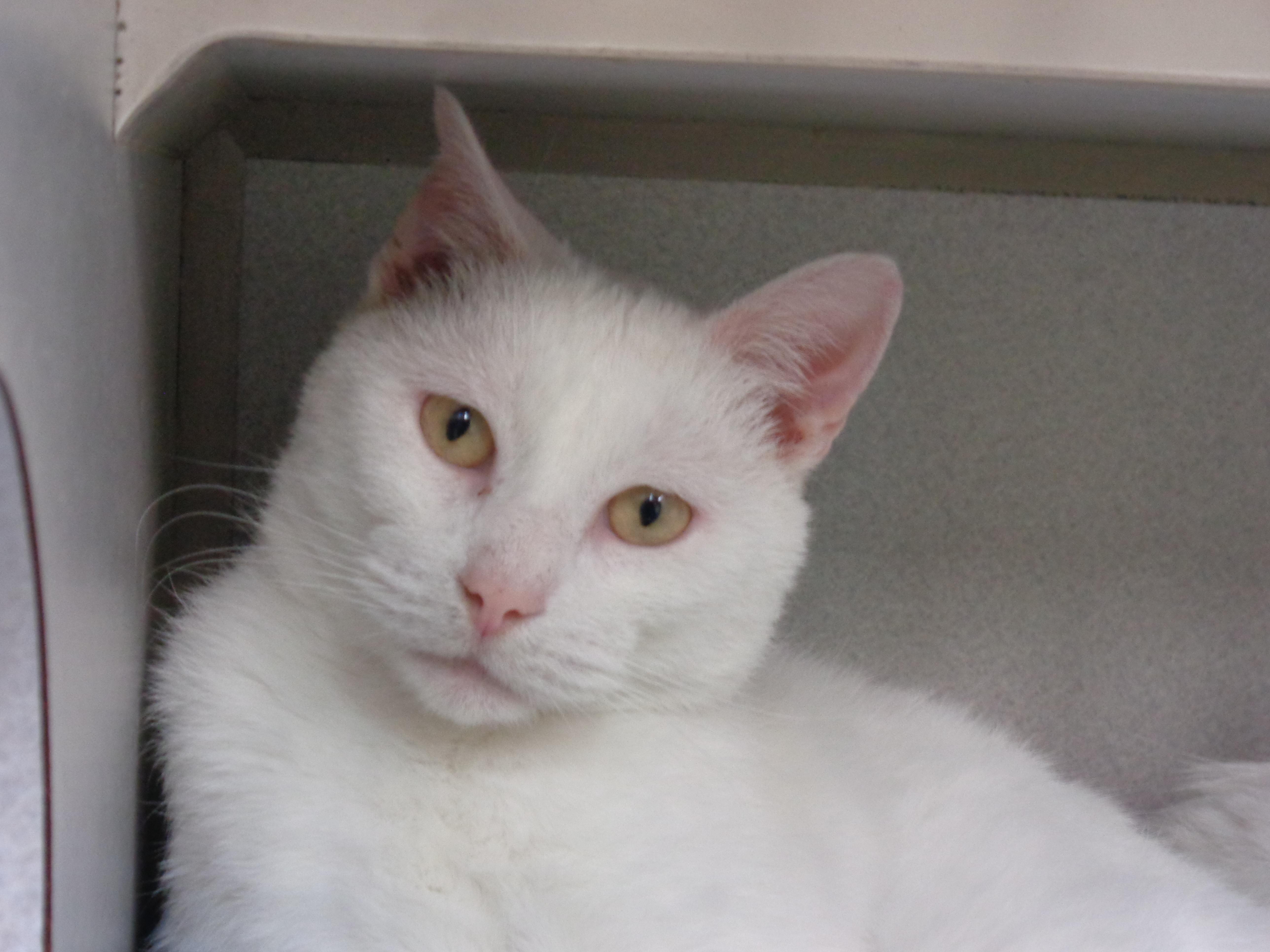Enlarge COFFEE CAKE, a ADOPTABLE Domestic Short Hair in Delhi, NY image 3/6
