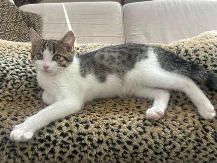 Enlarge Storm, an adopted Domestic Short Hair in Mississauga, ON image 2/2