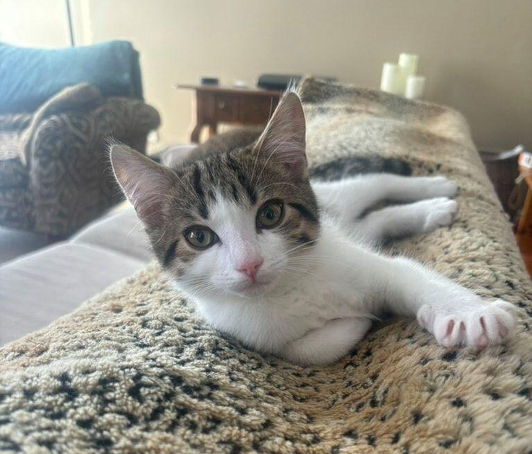 Enlarge Storm, an adopted Domestic Short Hair in Mississauga, ON image 1/2