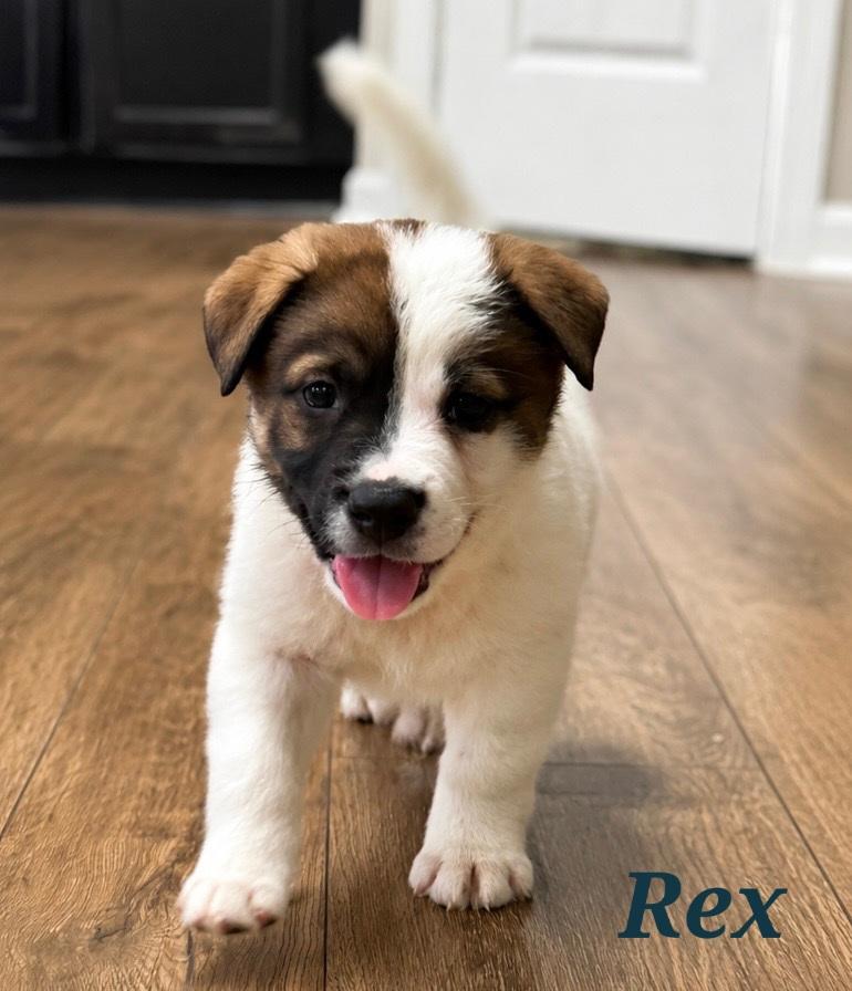 Enlarge Rex, a Adopted mixed breed in Mount Pleasant, NC image 1/1