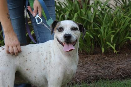 Freckle, Adoptable, Adult Female Cattle Dog & Hound.