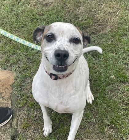 Enlarge Freckle, a Adoptable mixed breed in Brunswick, GA image 2/3