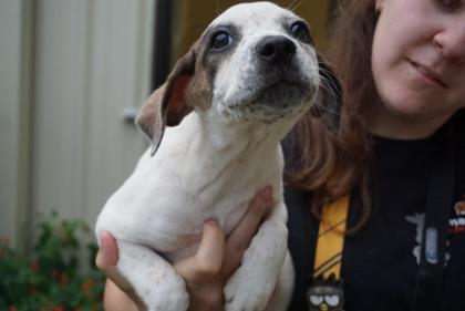 Enlarge Freckle, a Adoptable mixed breed in Brunswick, GA image 3/3