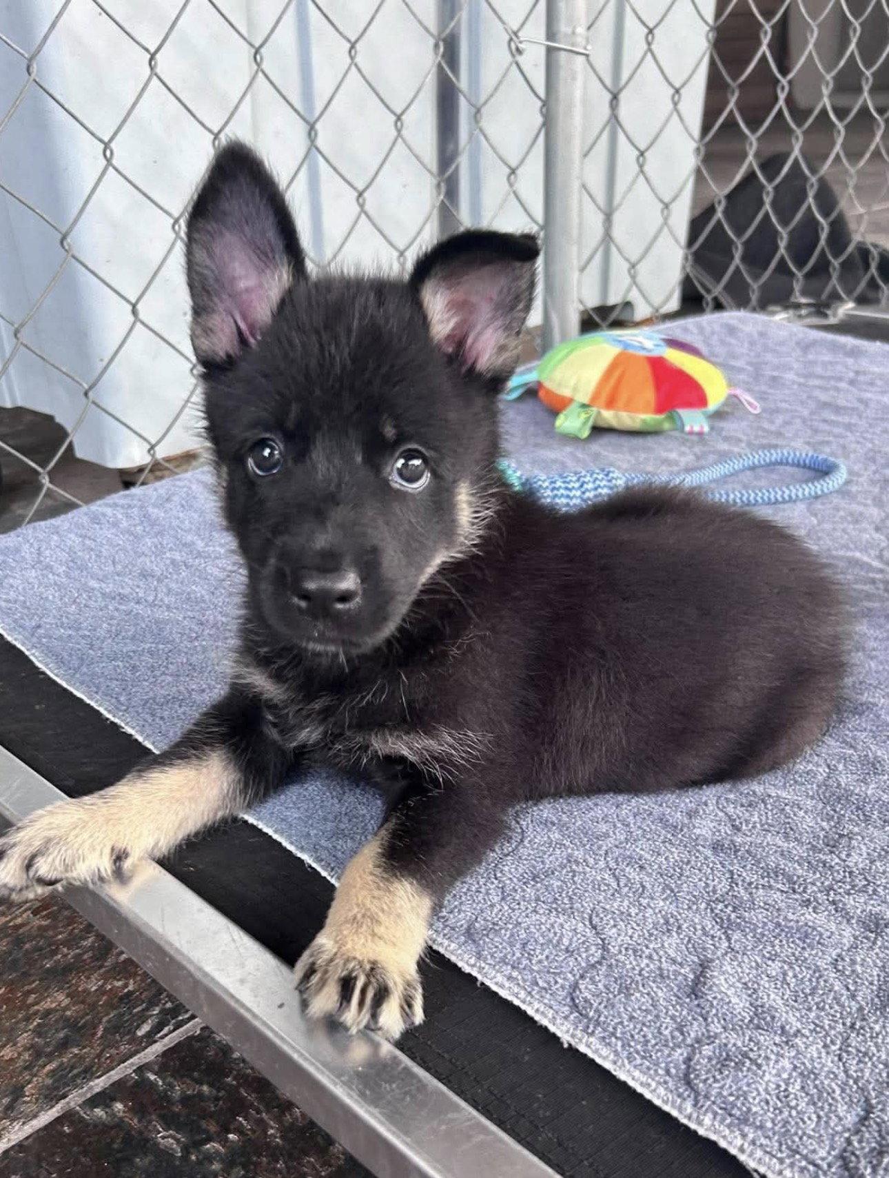 Enlarge *Anya, a Adoptable German Shepherd Dog in Fort Worth, TX image 1/1