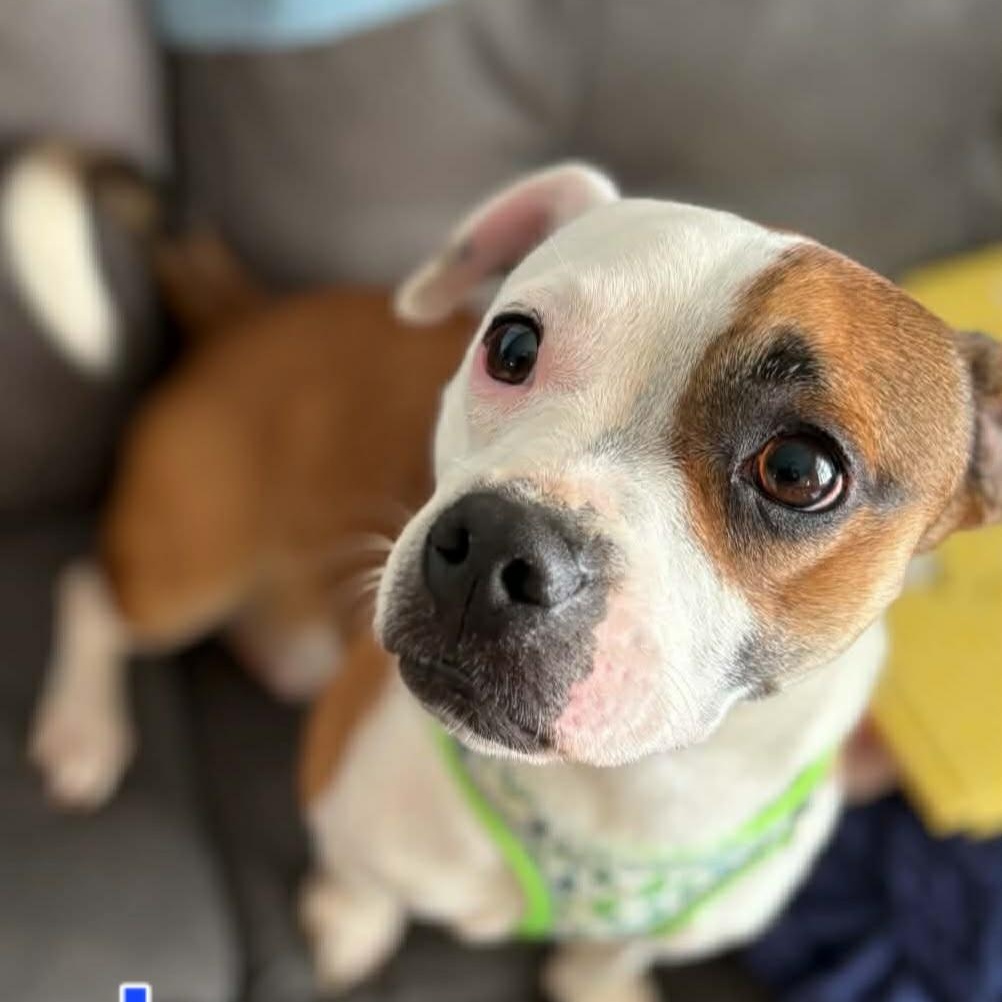 Enlarge Leo, a ADOPTABLE mixed breed in Cedar Rapids, IA image 1/6