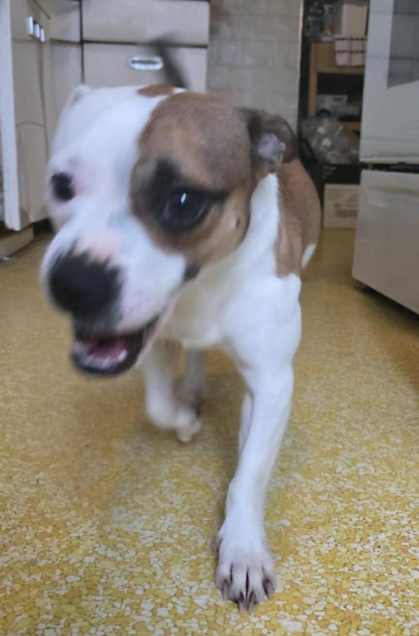 Enlarge Leo, a ADOPTABLE mixed breed in Cedar Rapids, IA image 4/6