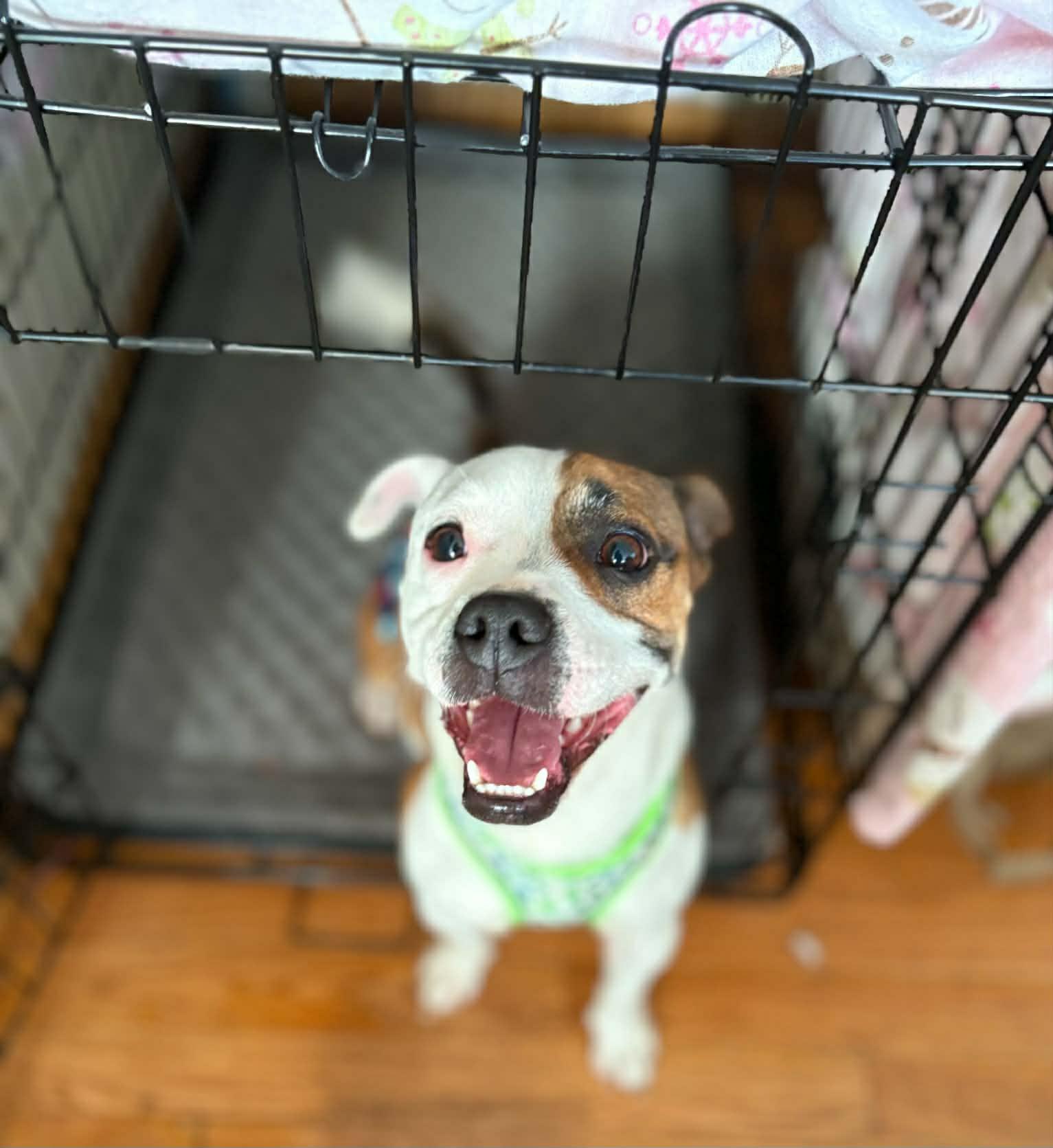 Enlarge Leo, a ADOPTABLE mixed breed in Cedar Rapids, IA image 3/6