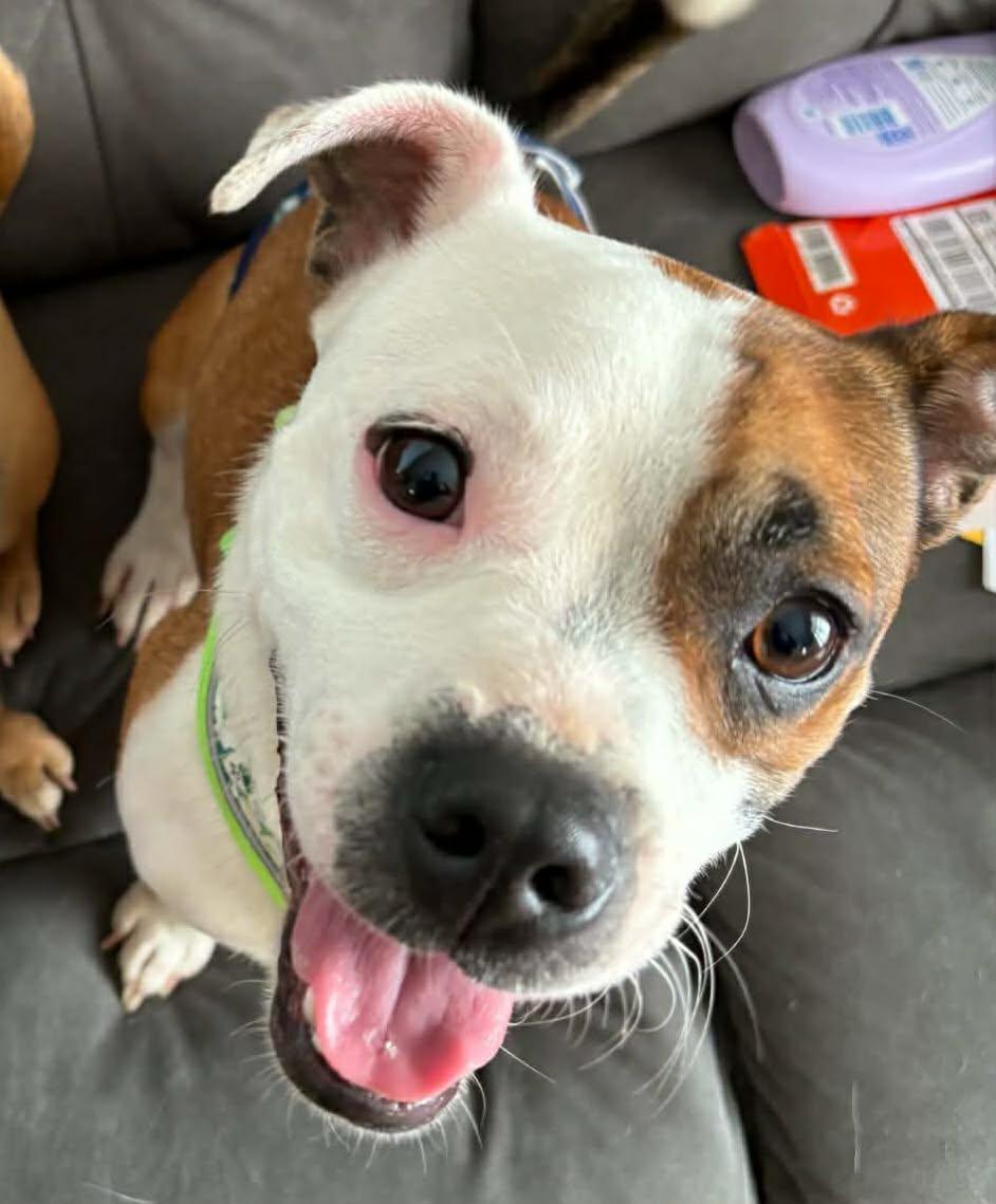 Enlarge Leo, a ADOPTABLE mixed breed in Cedar Rapids, IA image 5/6