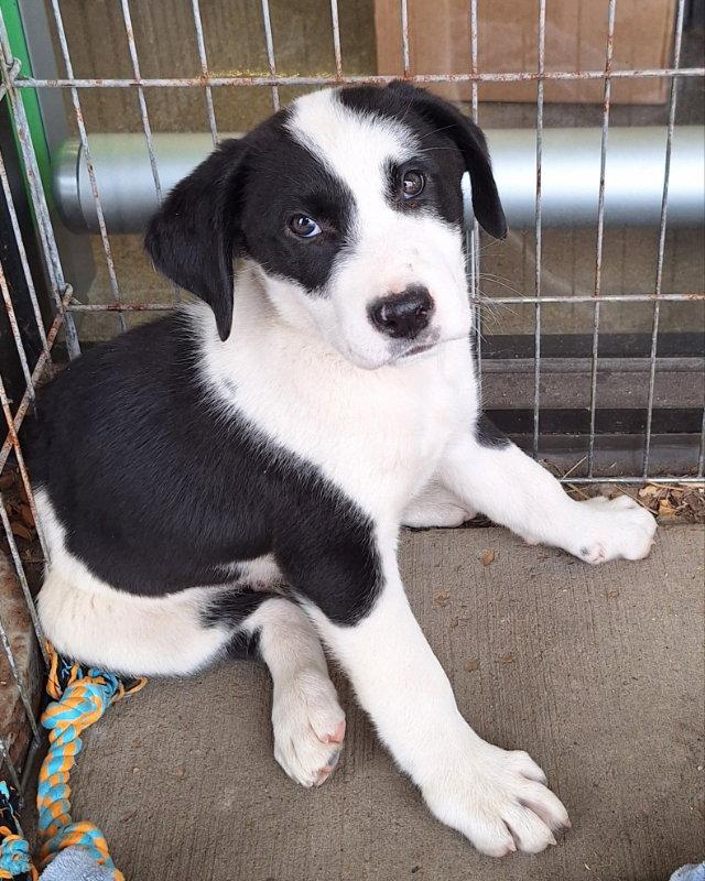Newman, Adoptable, Puppy Male Labrador Retriever.