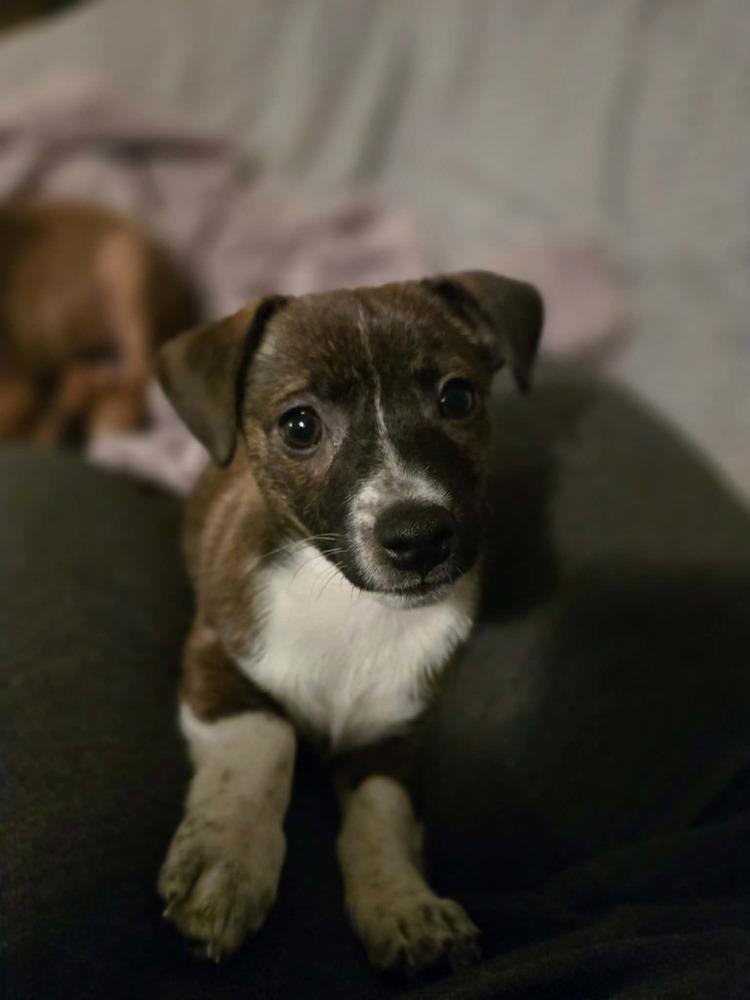 Enlarge Aileen, a Adoptable mixed breed in Union Grove, WI image 2/7