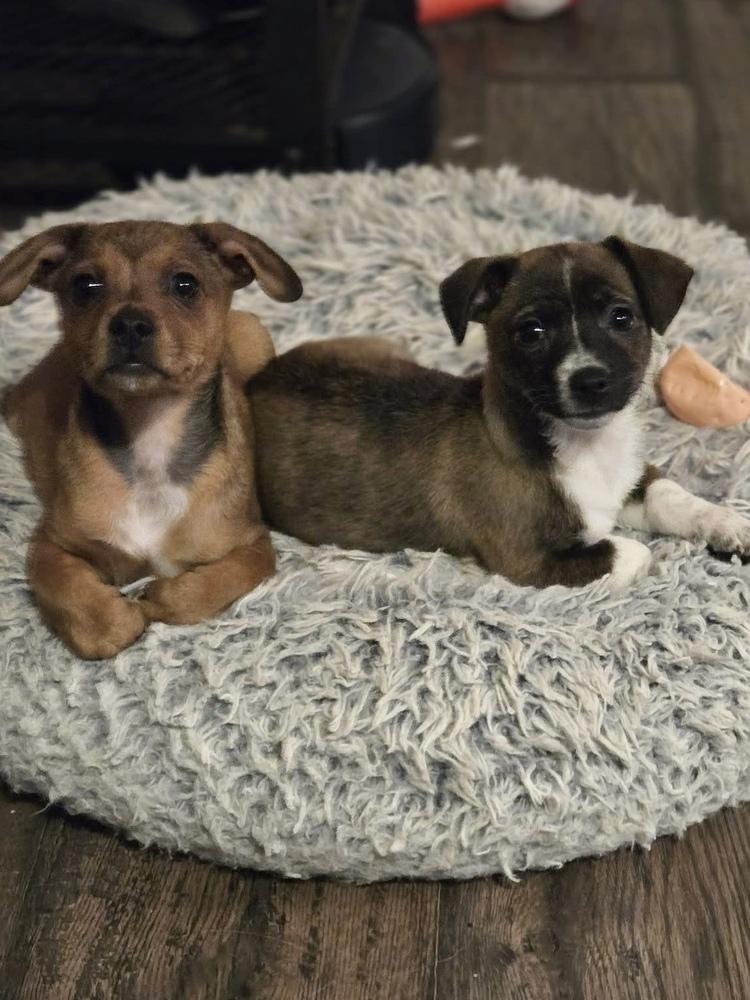 Enlarge Aileen, a Adoptable mixed breed in Union Grove, WI image 3/7