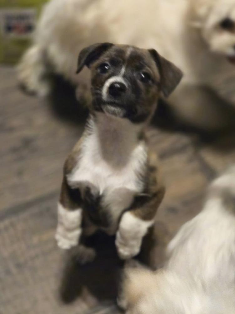 Enlarge Aileen, a Adoptable mixed breed in Union Grove, WI image 4/7