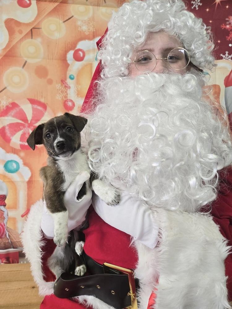 Enlarge Aileen, a Adoptable mixed breed in Union Grove, WI image 6/7