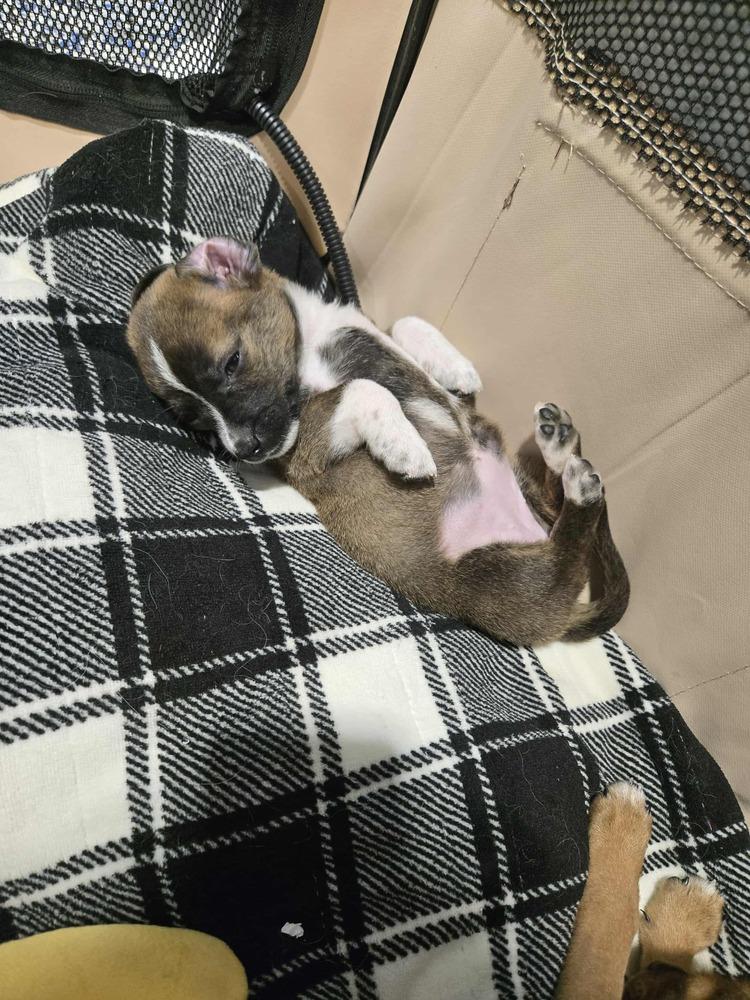 Enlarge Aileen, a Adoptable mixed breed in Union Grove, WI image 7/7