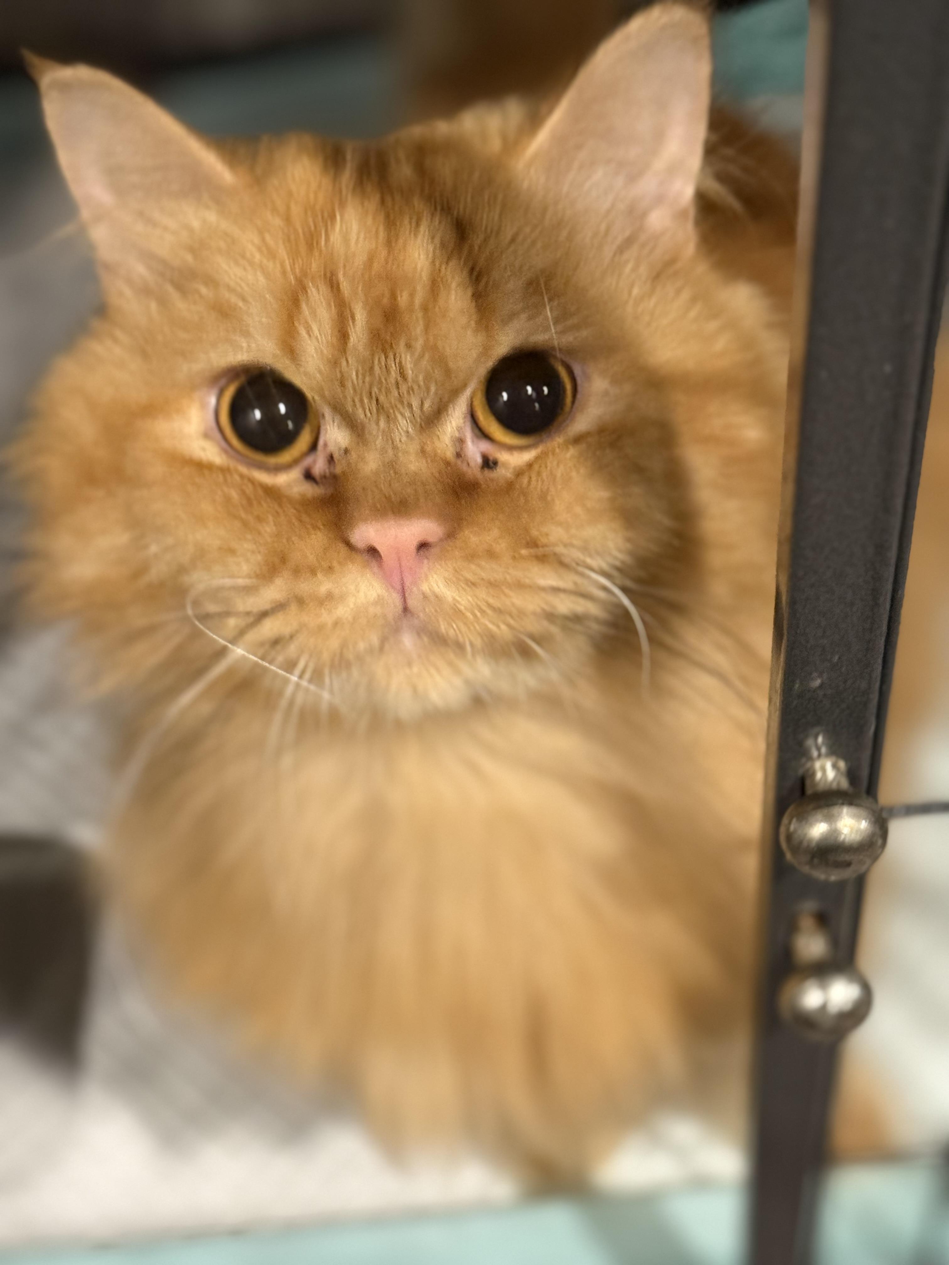 Nacho, an adoptable Persian in Old Bridge, NJ, 08857 | Photo Image 1