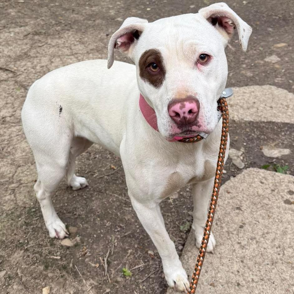 Cinderella, Adoptable, Puppy Female Pit Bull Terrier & Mixed Breed.