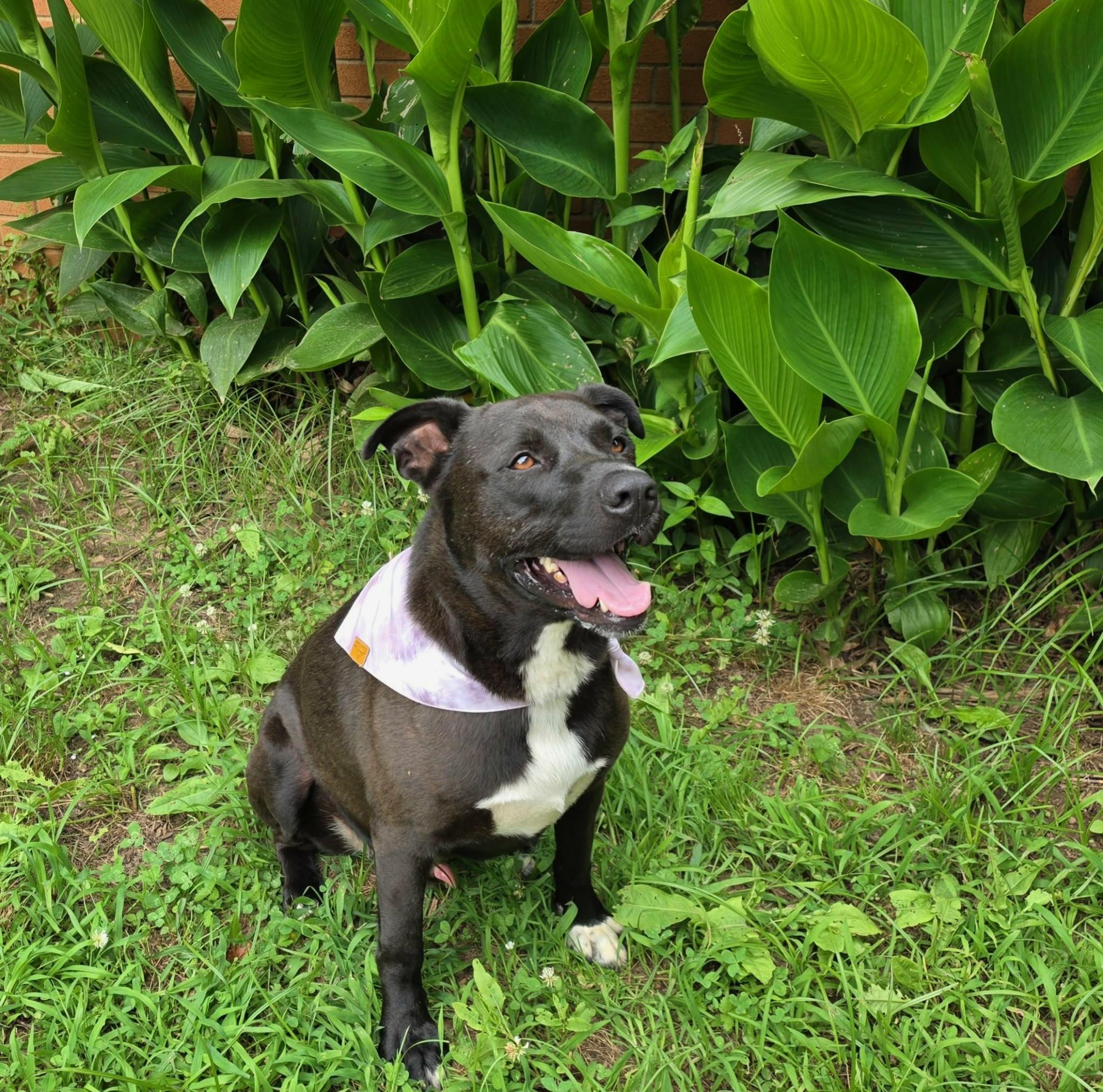 Enlarge Abbott , a ADOPTABLE mixed breed in Watertown, CT image 6/6