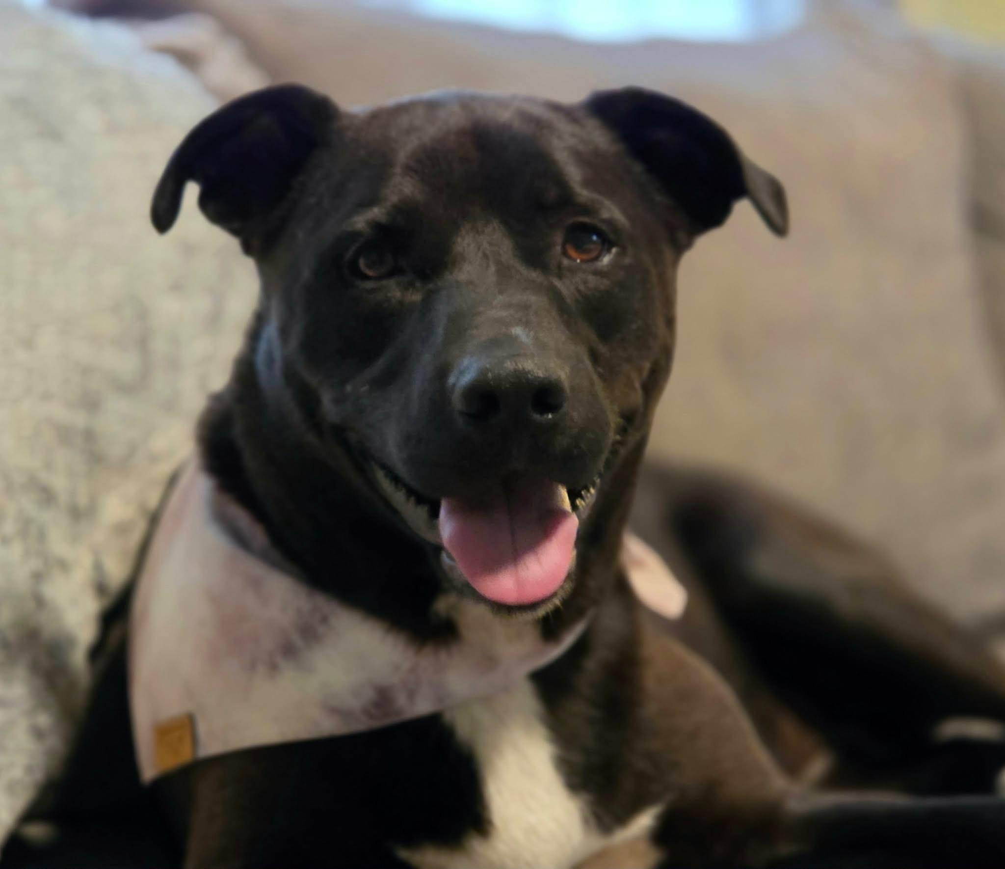 Enlarge Abbott , a ADOPTABLE mixed breed in Watertown, CT image 2/6
