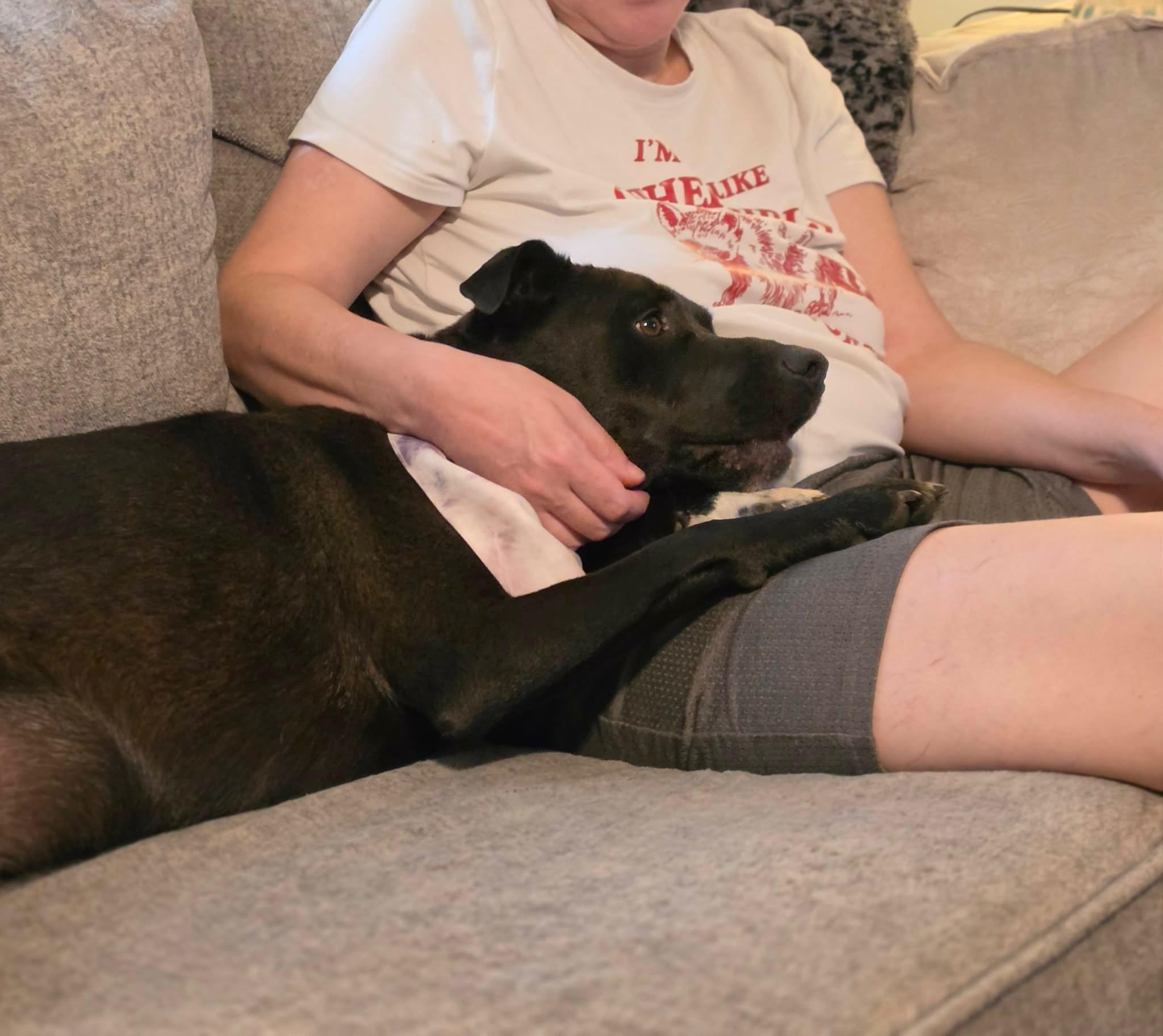 Enlarge Abbott , a ADOPTABLE mixed breed in Watertown, CT image 5/6