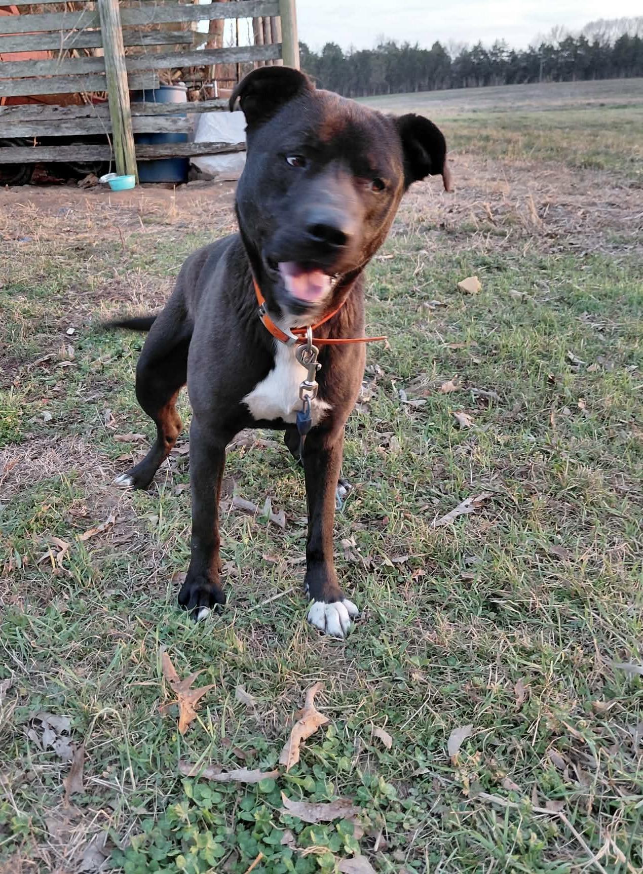 Enlarge Abbott , a ADOPTABLE mixed breed in Watertown, CT image 4/6