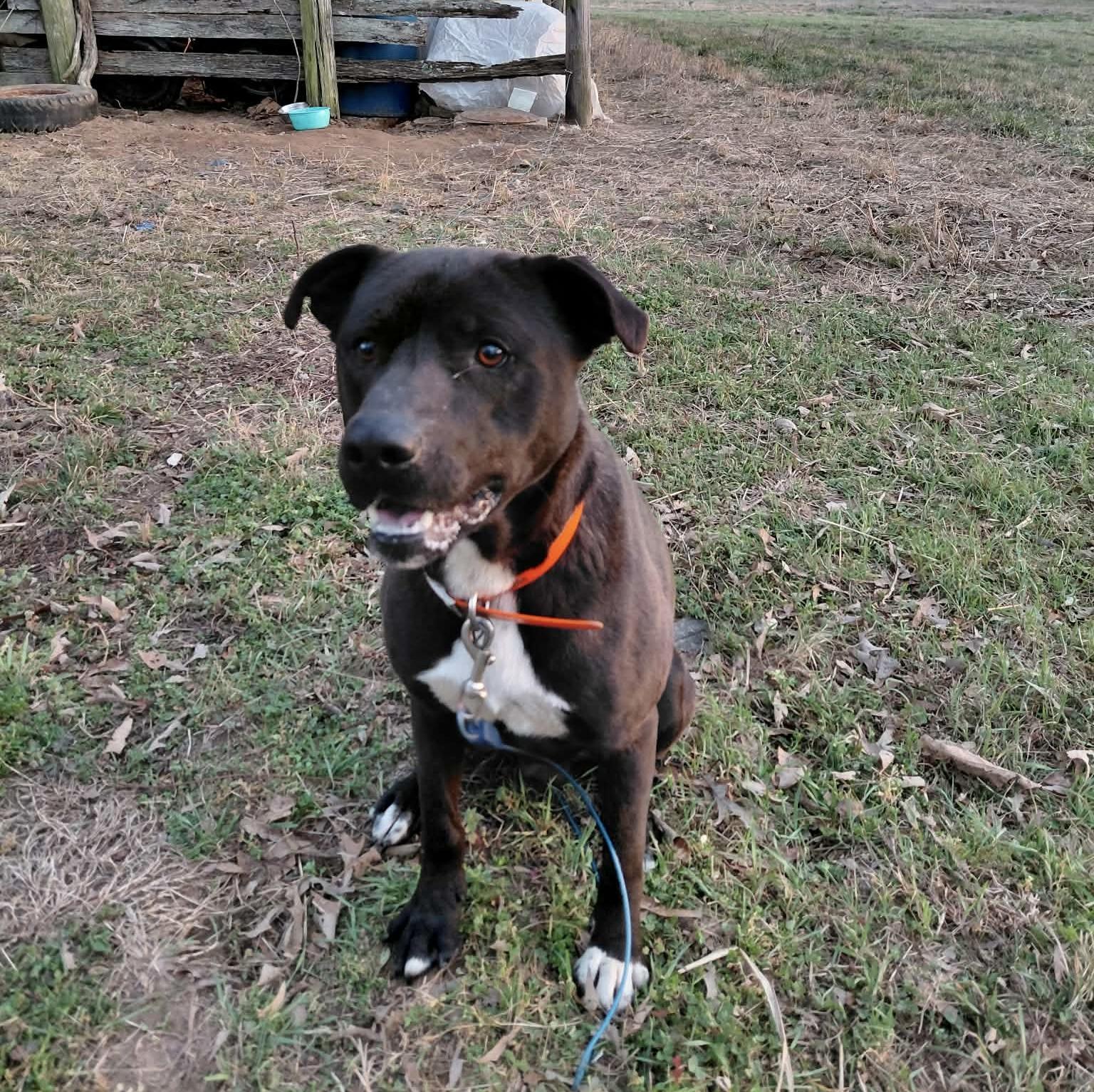 Enlarge Abbott , a ADOPTABLE mixed breed in Watertown, CT image 3/6
