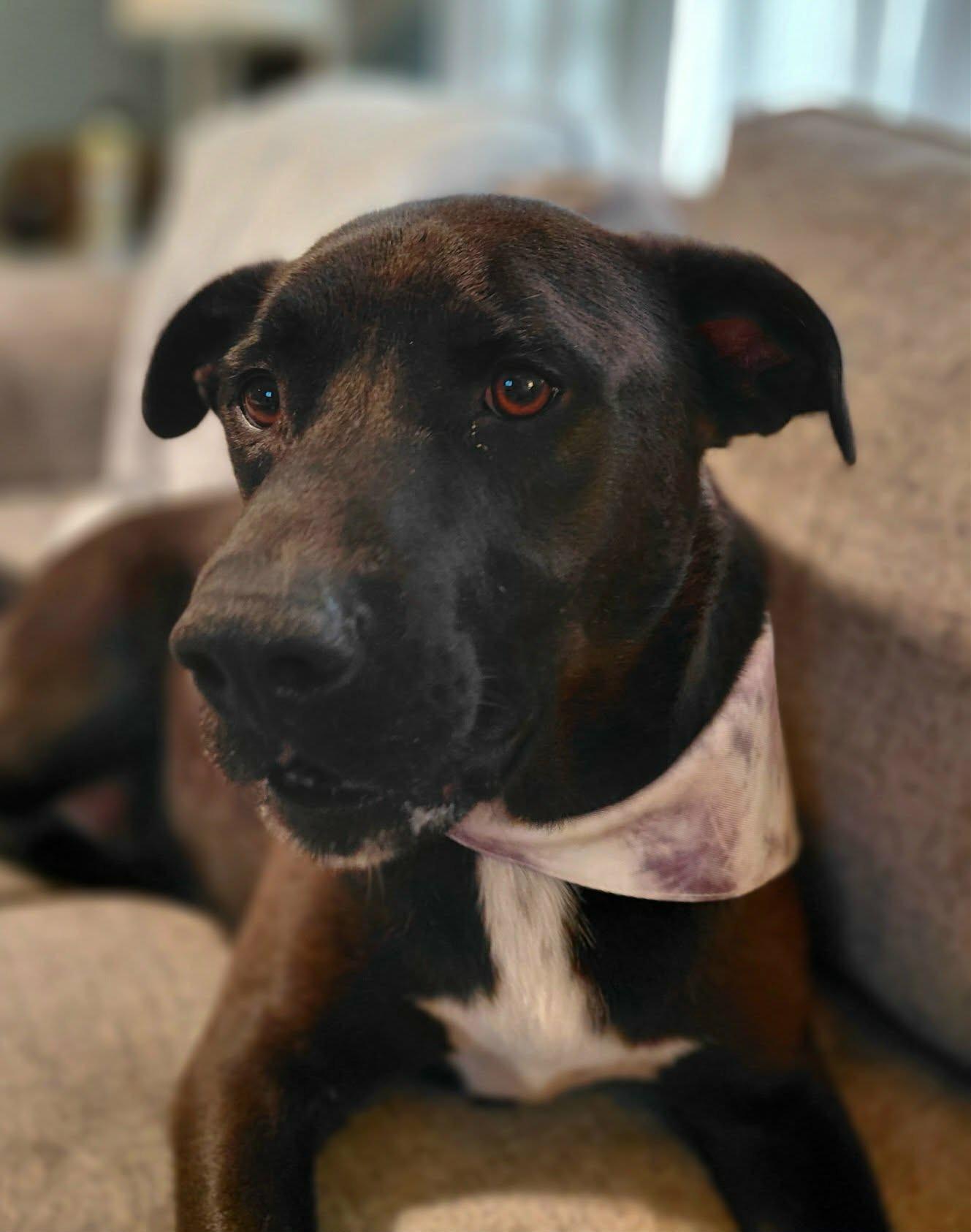 Enlarge Abbott , a ADOPTABLE mixed breed in Watertown, CT image 1/6