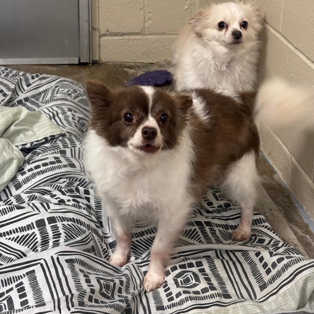 Micky, Adoptable, Senior Male Chihuahua.