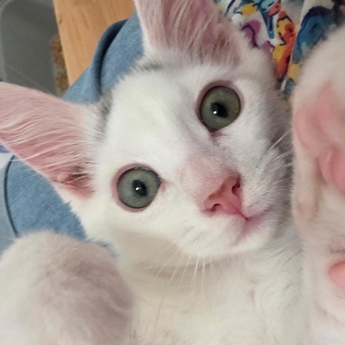 Enlarge Kea, a Adoptable Domestic Short Hair in Renton , WA image 3/6