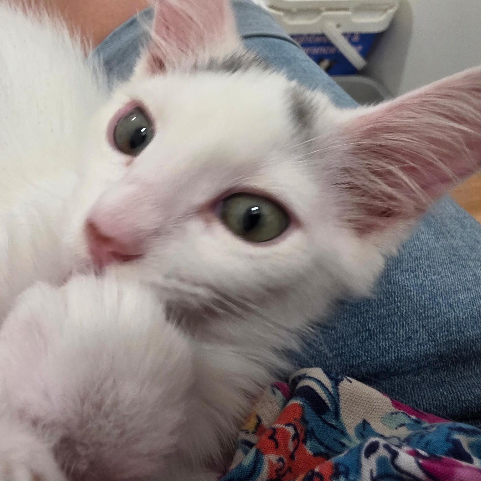 Enlarge Kea, a Adoptable Domestic Short Hair in Renton , WA image 5/6