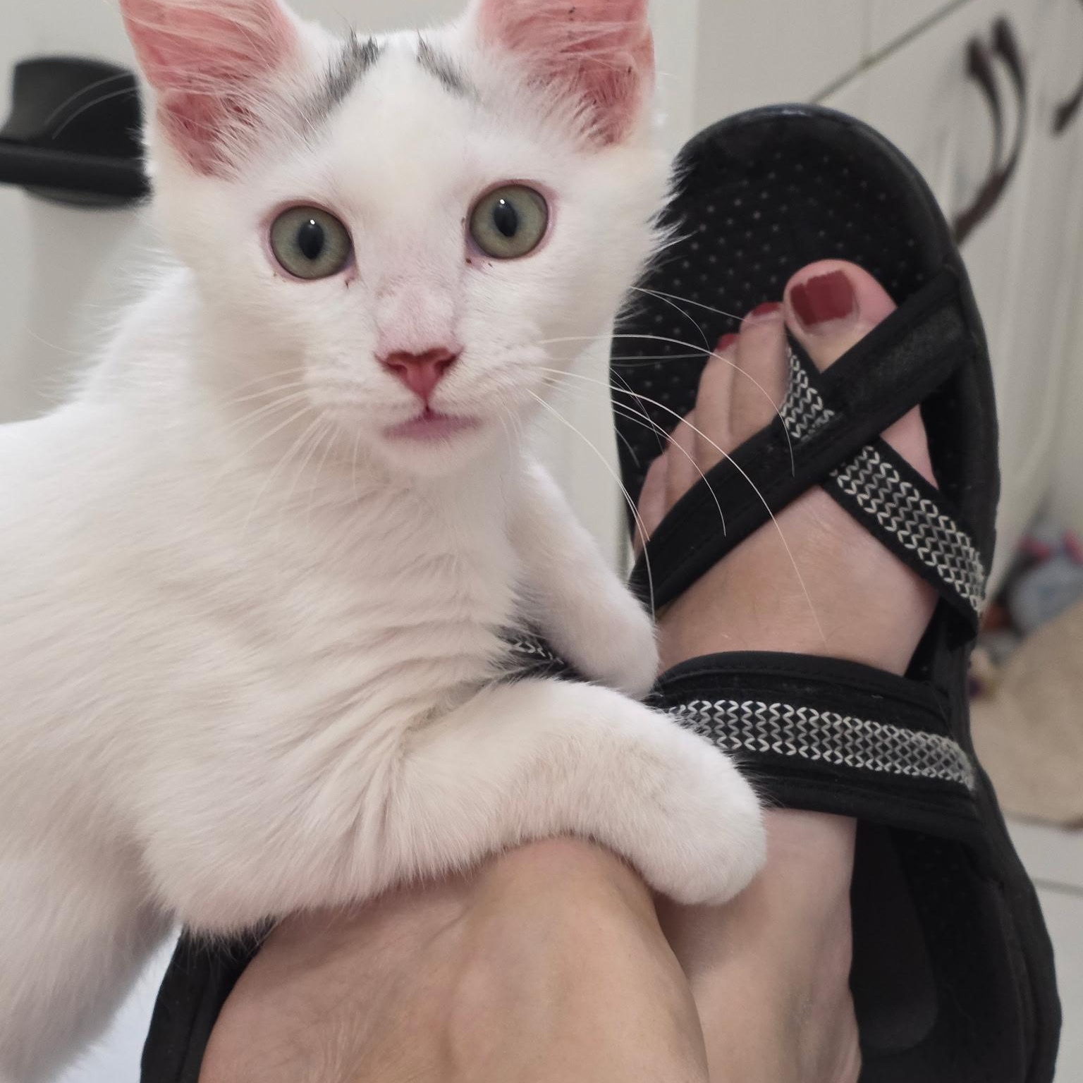 Enlarge Kea, a Adoptable Domestic Short Hair in Renton , WA image 2/6