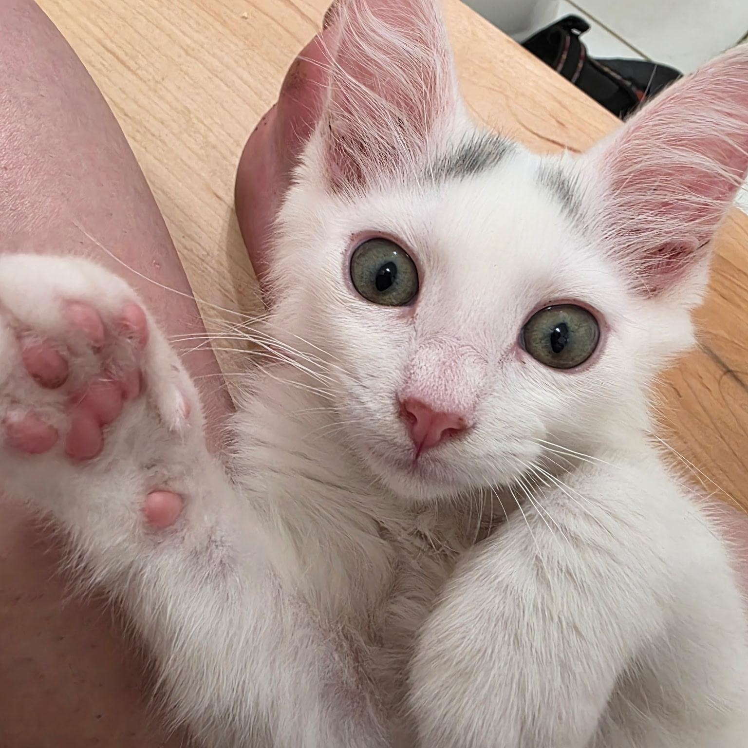 Enlarge Kea, a Adoptable Domestic Short Hair in Renton , WA image 4/6