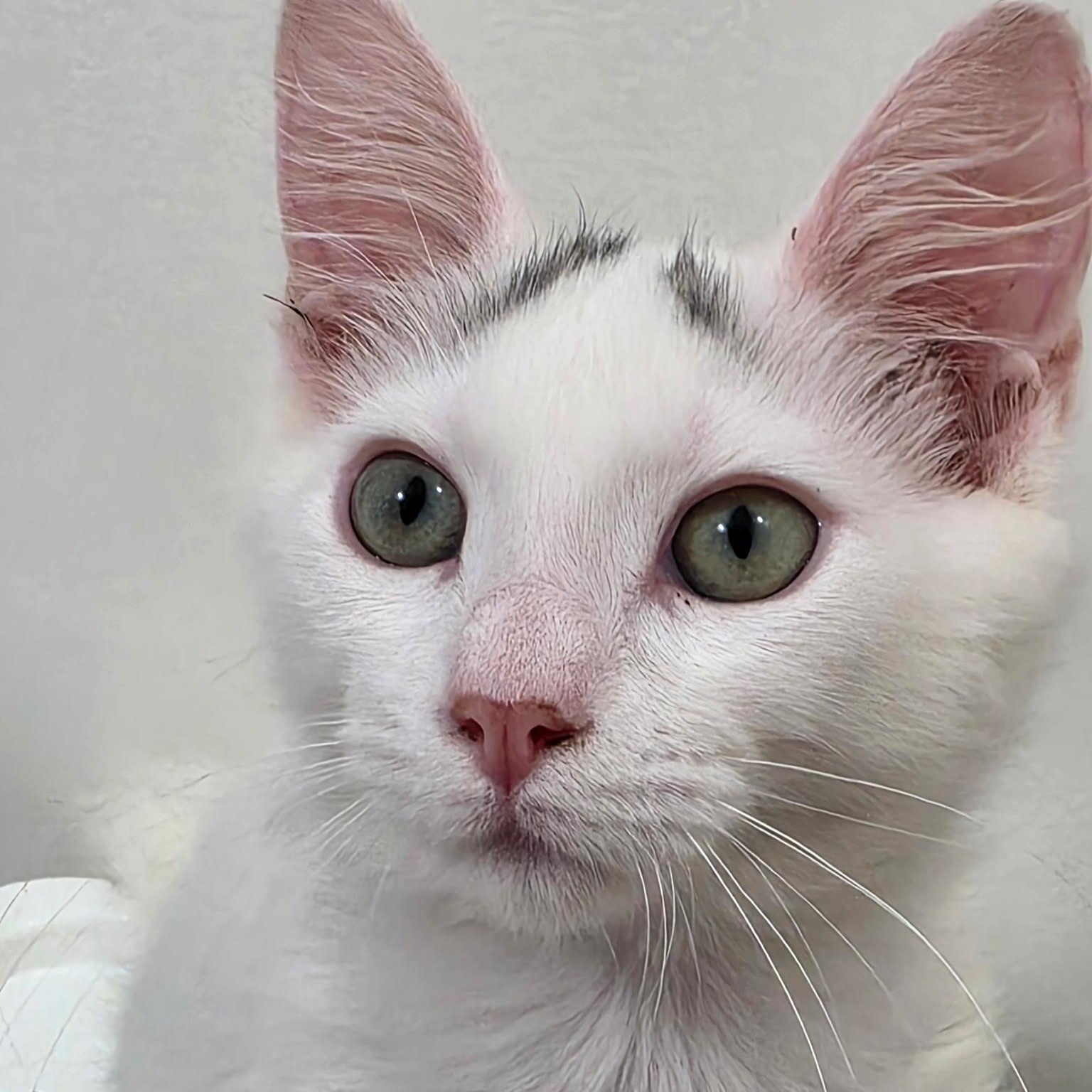 Kea, Adoptable, Kitten Male Domestic Short Hair.