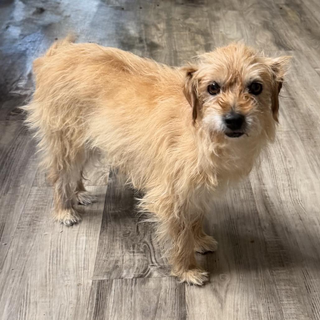Enlarge America, a Adoptable mixed breed in Las Vegas, NV image 2/2