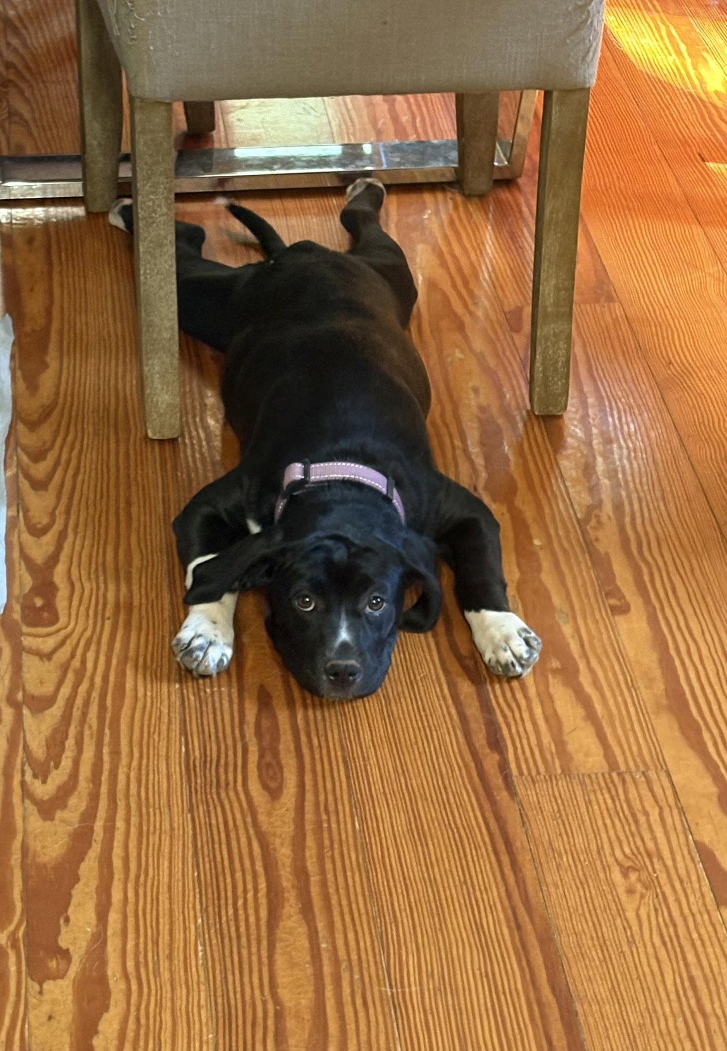 Enlarge Duches, a Adoptable Labrador Retriever in Blairsville, GA image 1/3