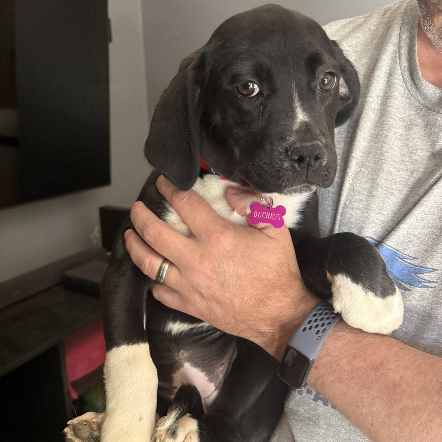Enlarge Duches, a Adoptable Labrador Retriever in Blairsville, GA image 3/3