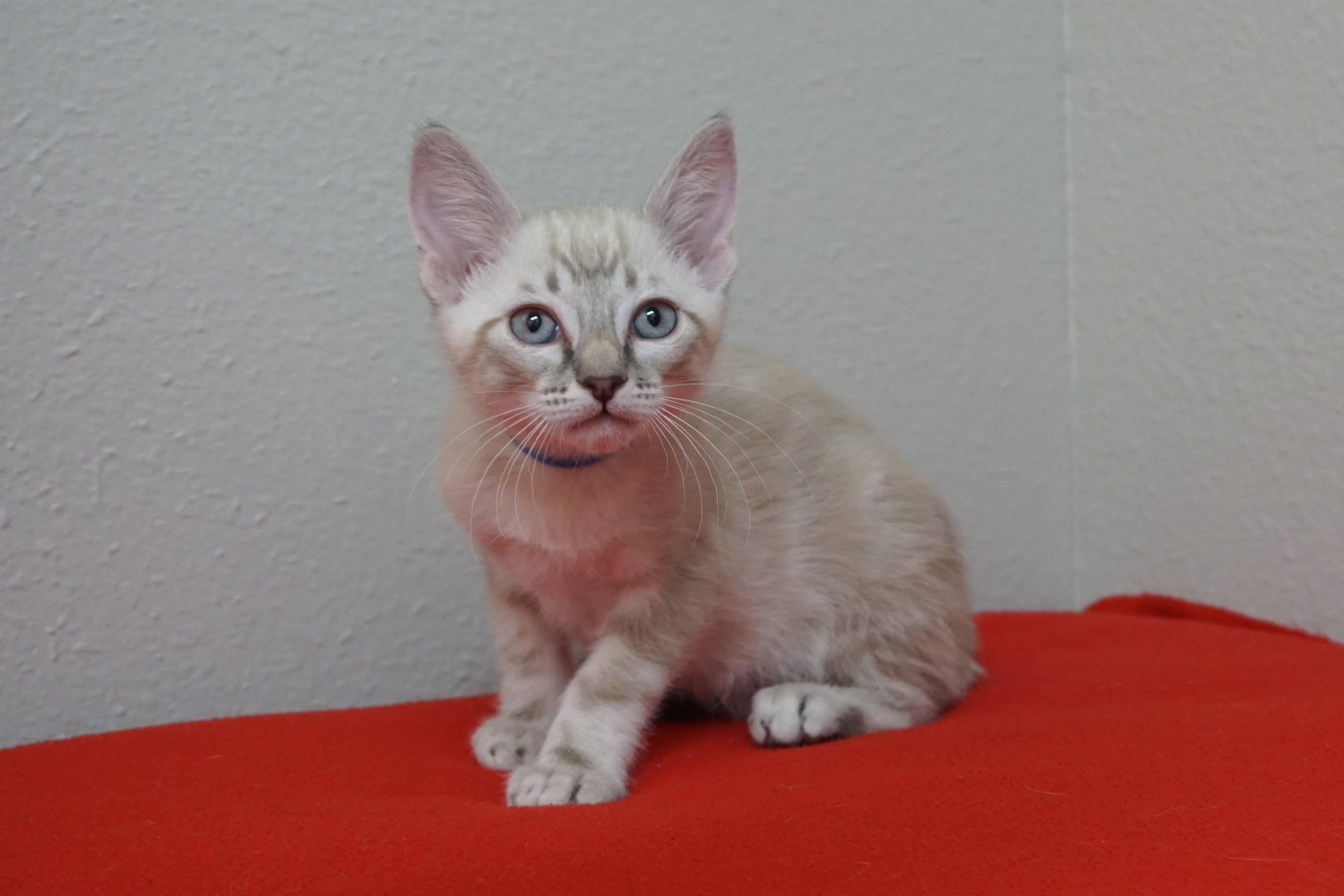 Santiago, adopted, Kitten Male Domestic Short Hair.