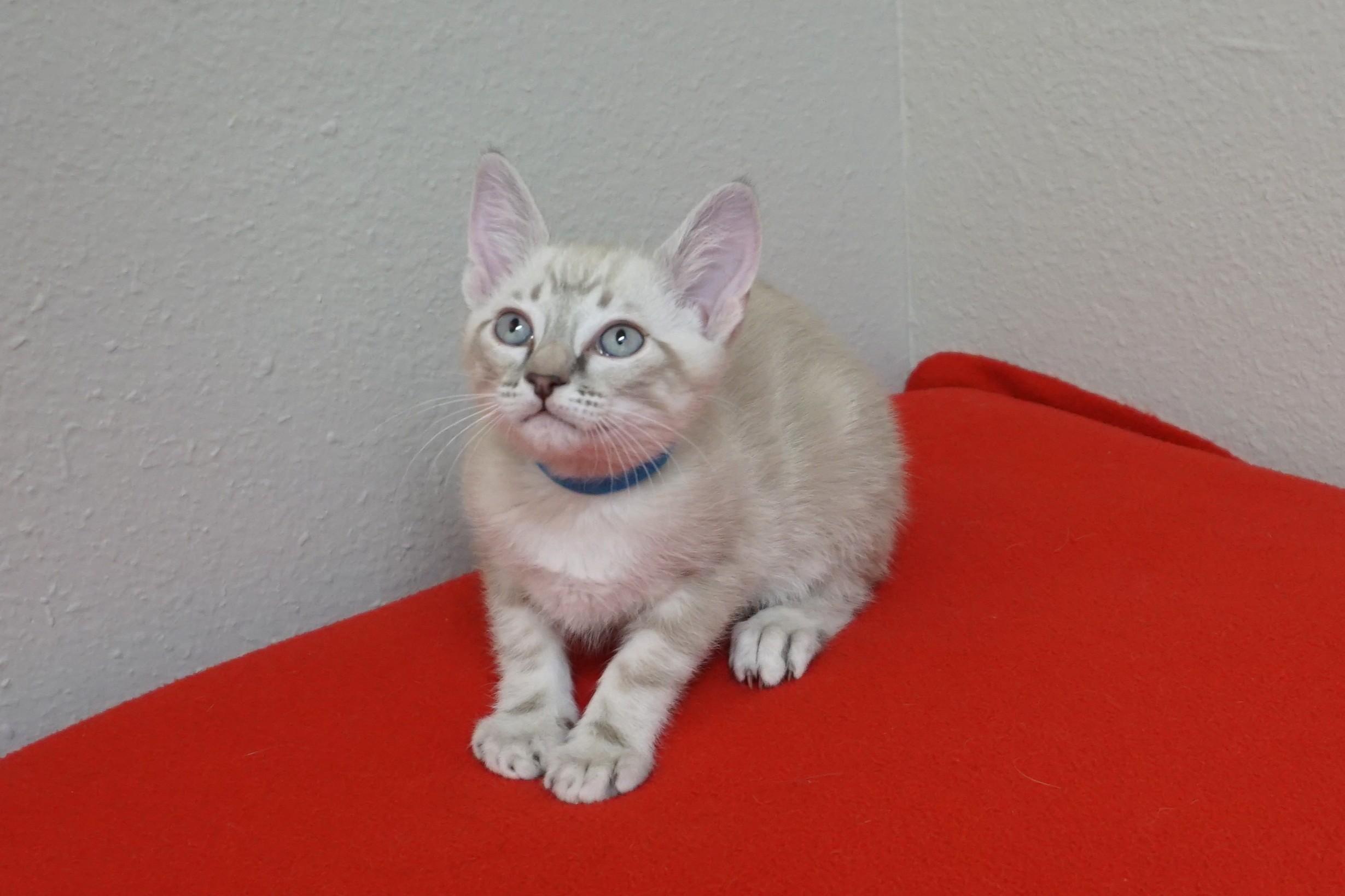 Enlarge Santiago, an adopted Domestic Short Hair in Fountain Hills, AZ image 2/3