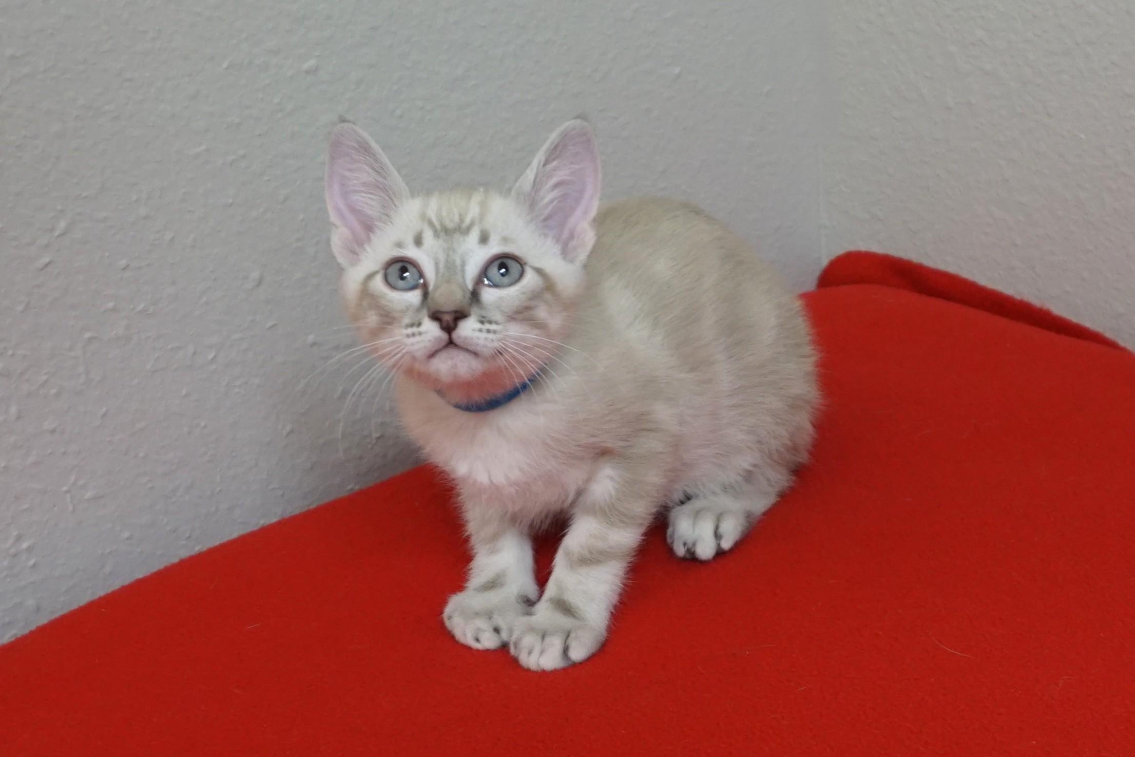 Enlarge Santiago, an adopted Domestic Short Hair in Fountain Hills, AZ image 3/3