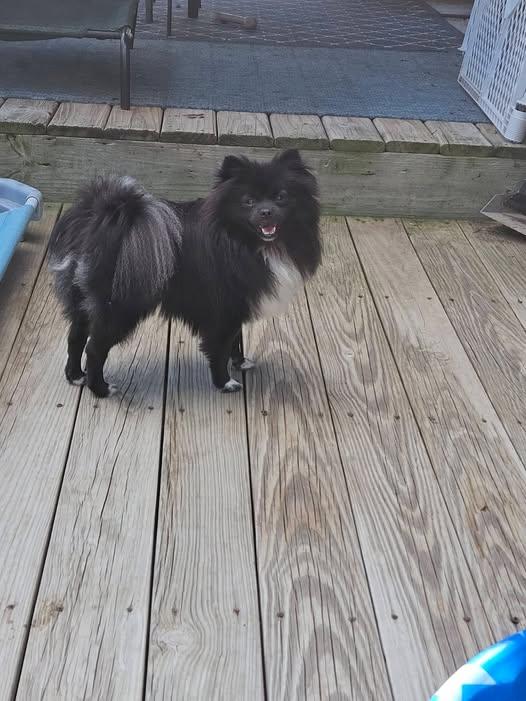 Enlarge Dash, a Adopted Pomeranian in Traverse City, MI image 1/1