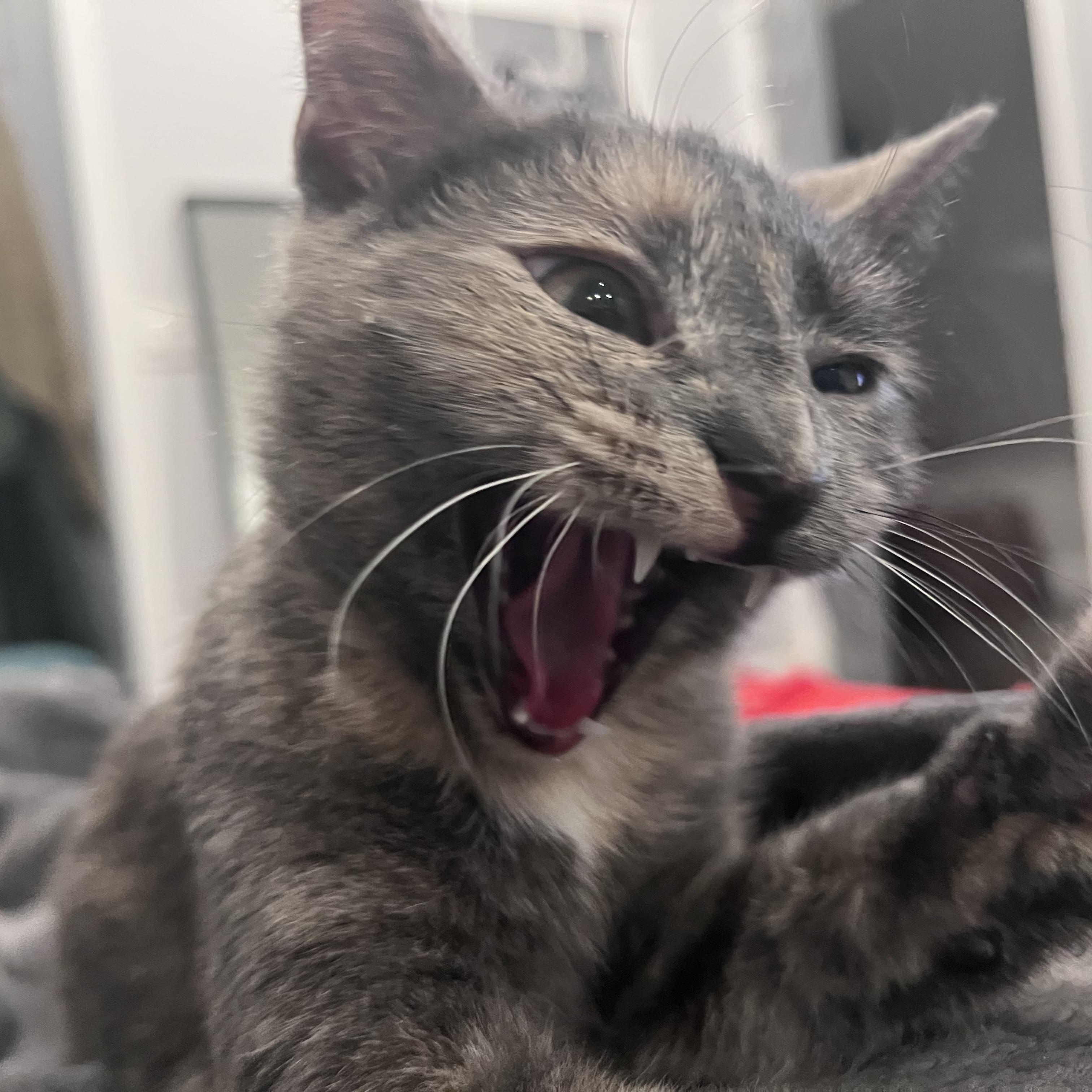 Bella, a Adoptable Domestic Short Hair in Florham Park, NJ image 5/6