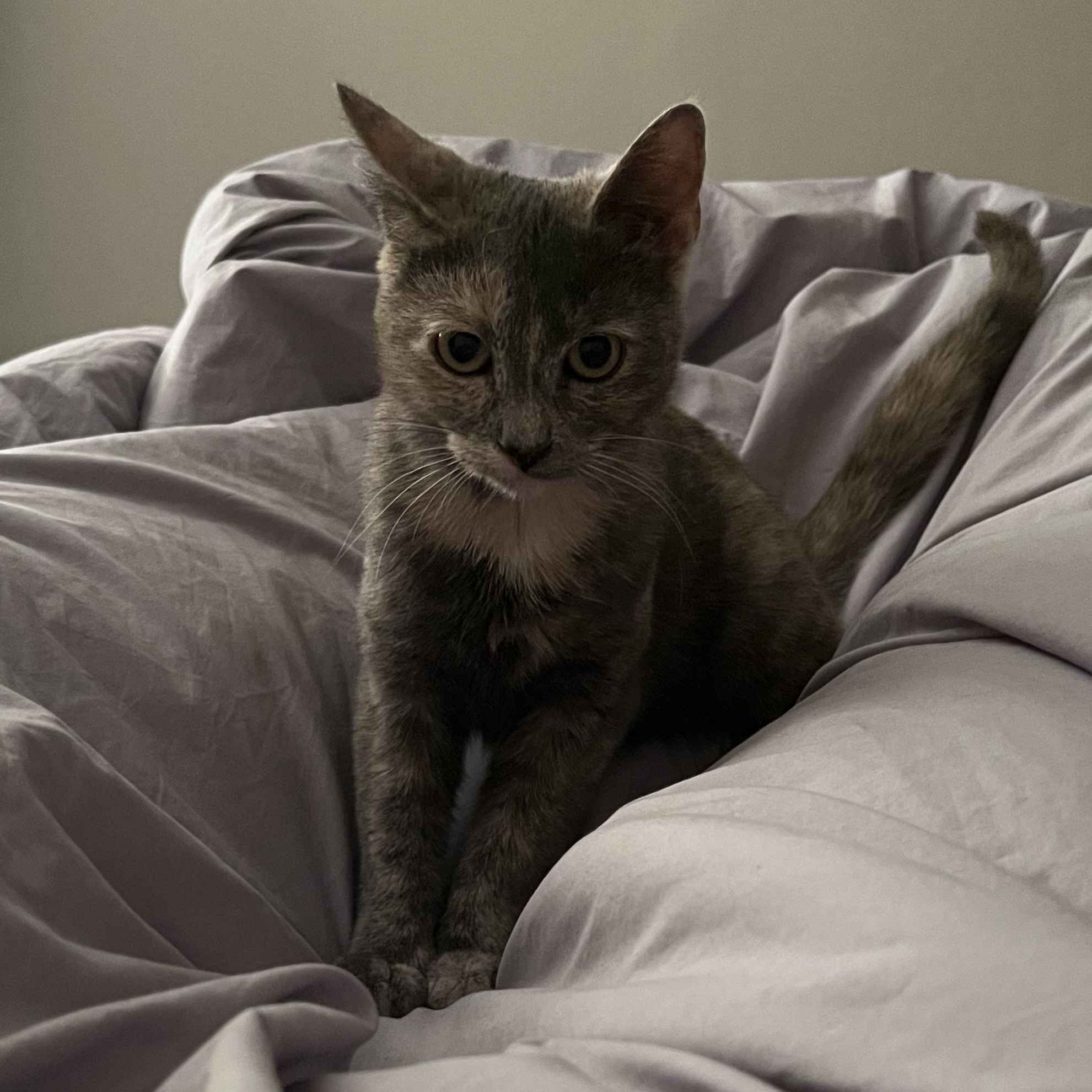 Bella, a Adoptable Domestic Short Hair in Florham Park, NJ image 4/6