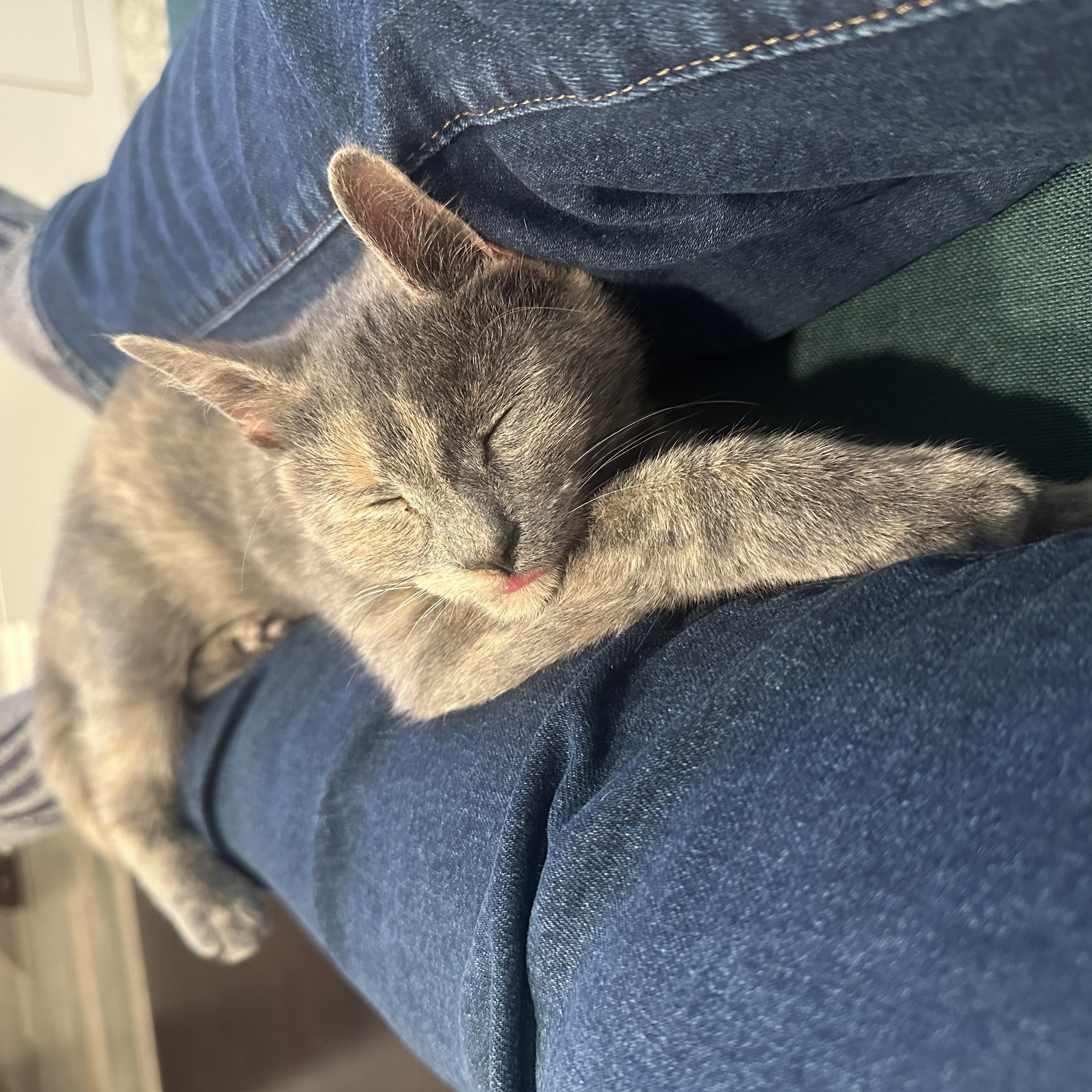 Bella, a Adoptable Domestic Short Hair in Florham Park, NJ image 2/6