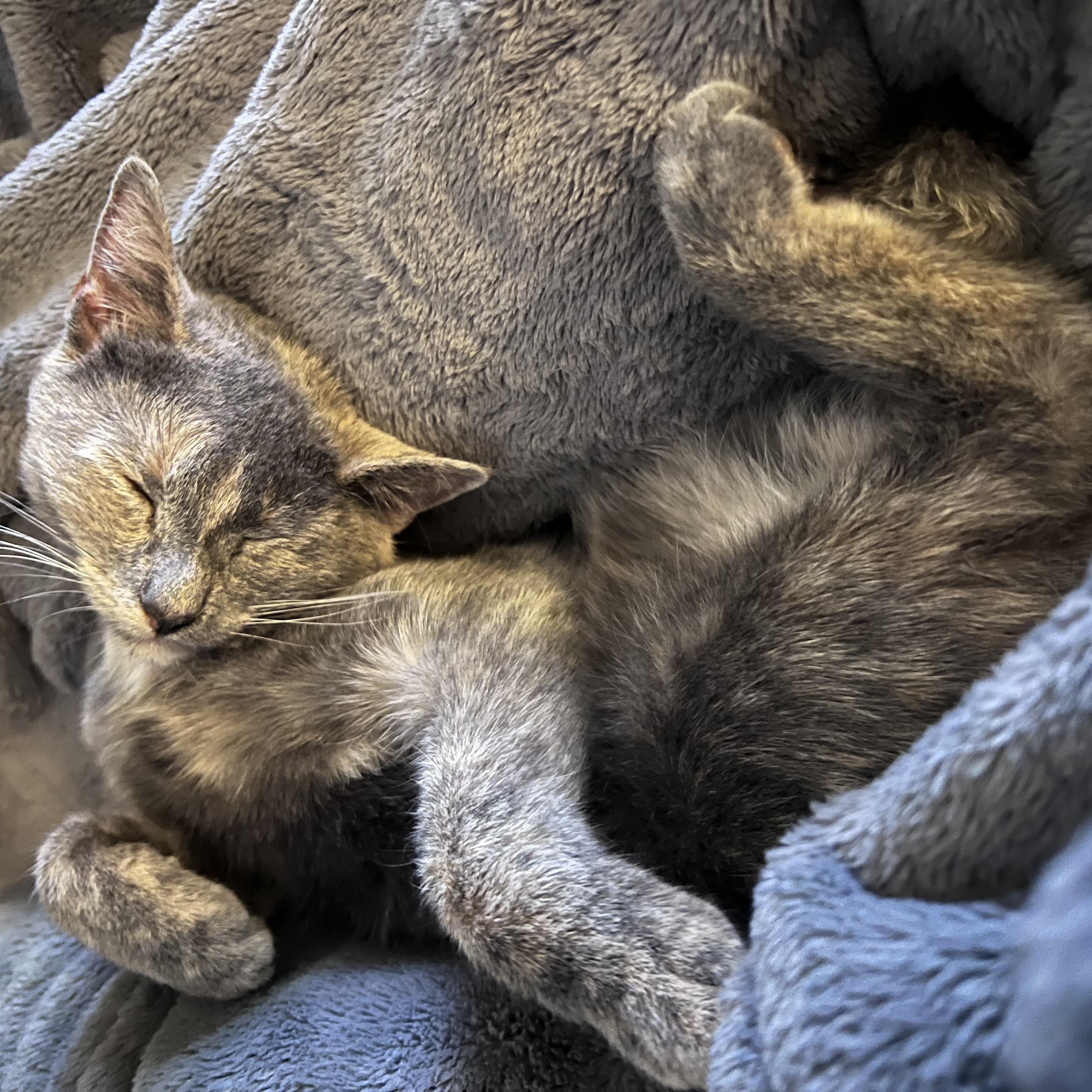 Bella, a Adoptable Domestic Short Hair in Florham Park, NJ image 3/6